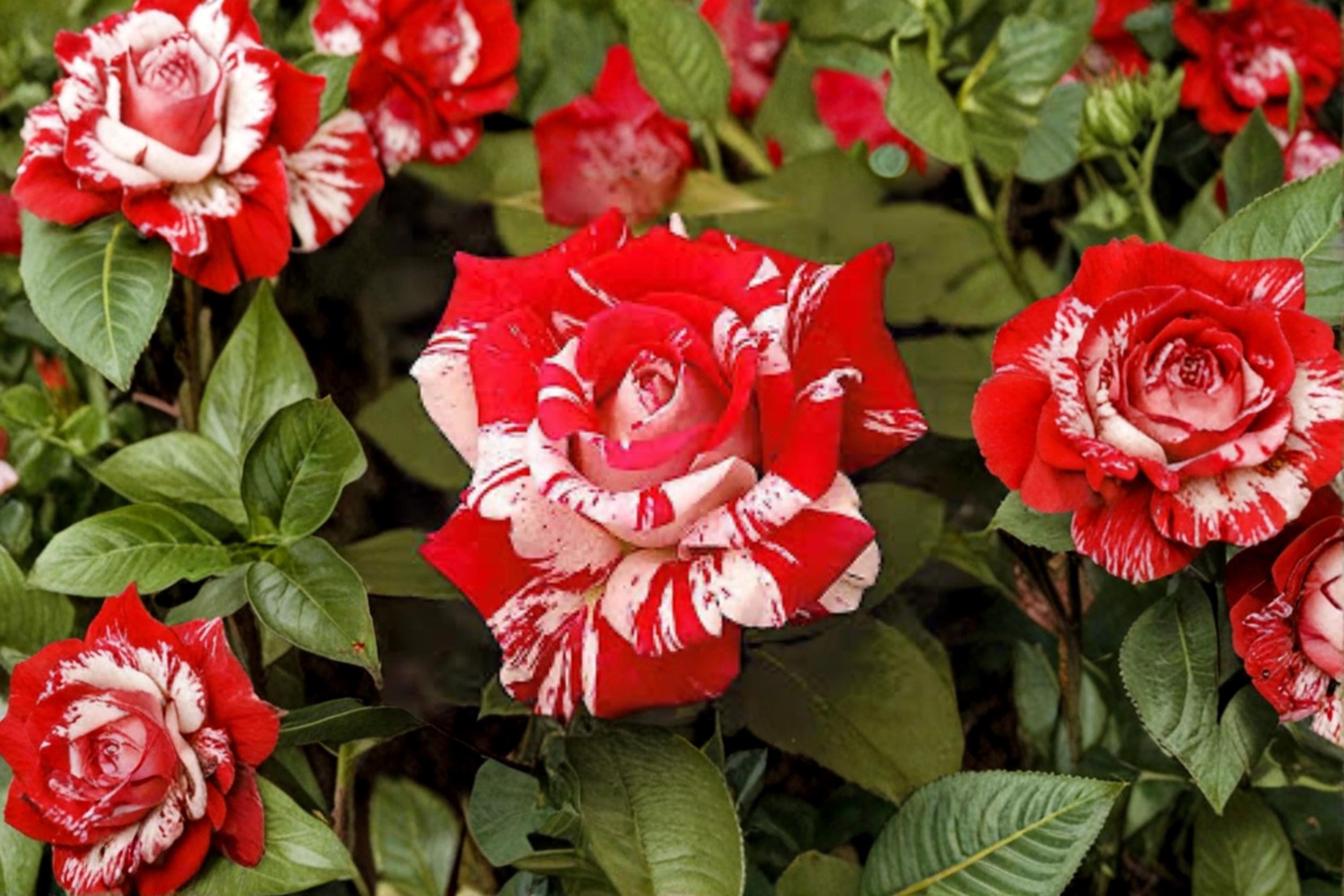 Avant Garde Rose 1 Plant Bare Root (Rosa Hybrid Tea) Striped Garden Rose