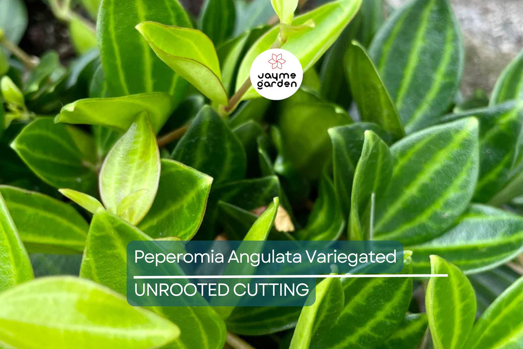 Peperomia Funky Frog Cuttings - Variegated Beetle Radiator Plant, Pet-Friendly, Easy Care Houseplant, 4" Unrooted, Perfect for Beginners