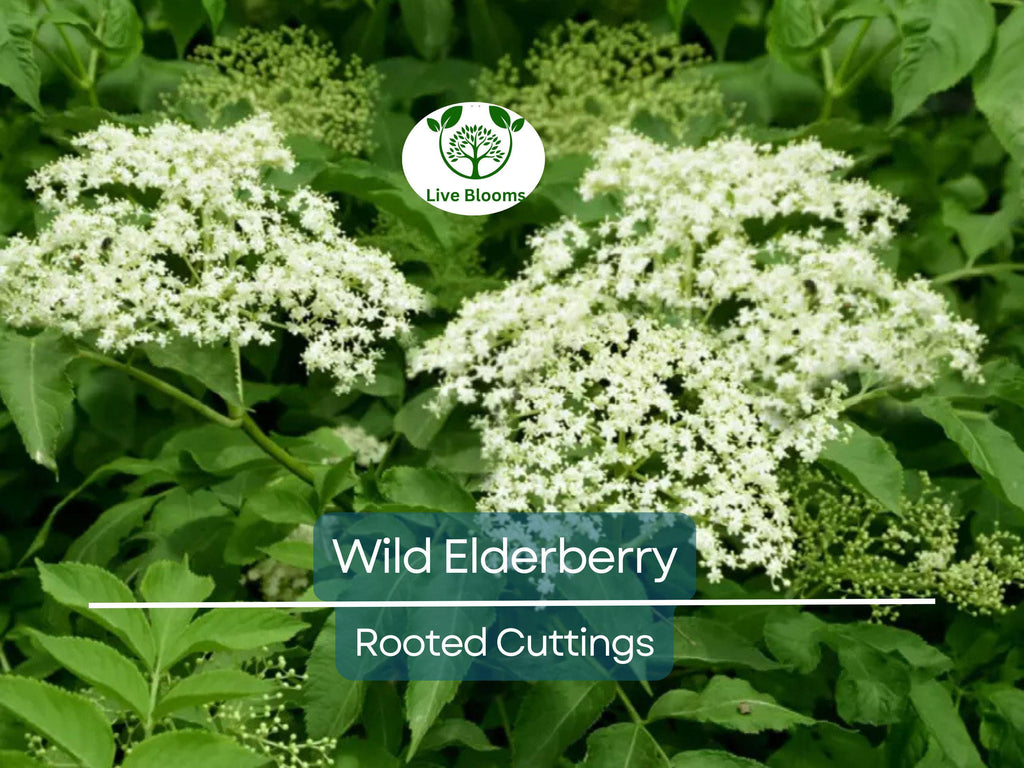 3 Rooted Cuttings Wild Elderberry (Sambucus nigra) – Fresh Elderberry Plants, Home Garden, Organic, Rare Elderberry Variety