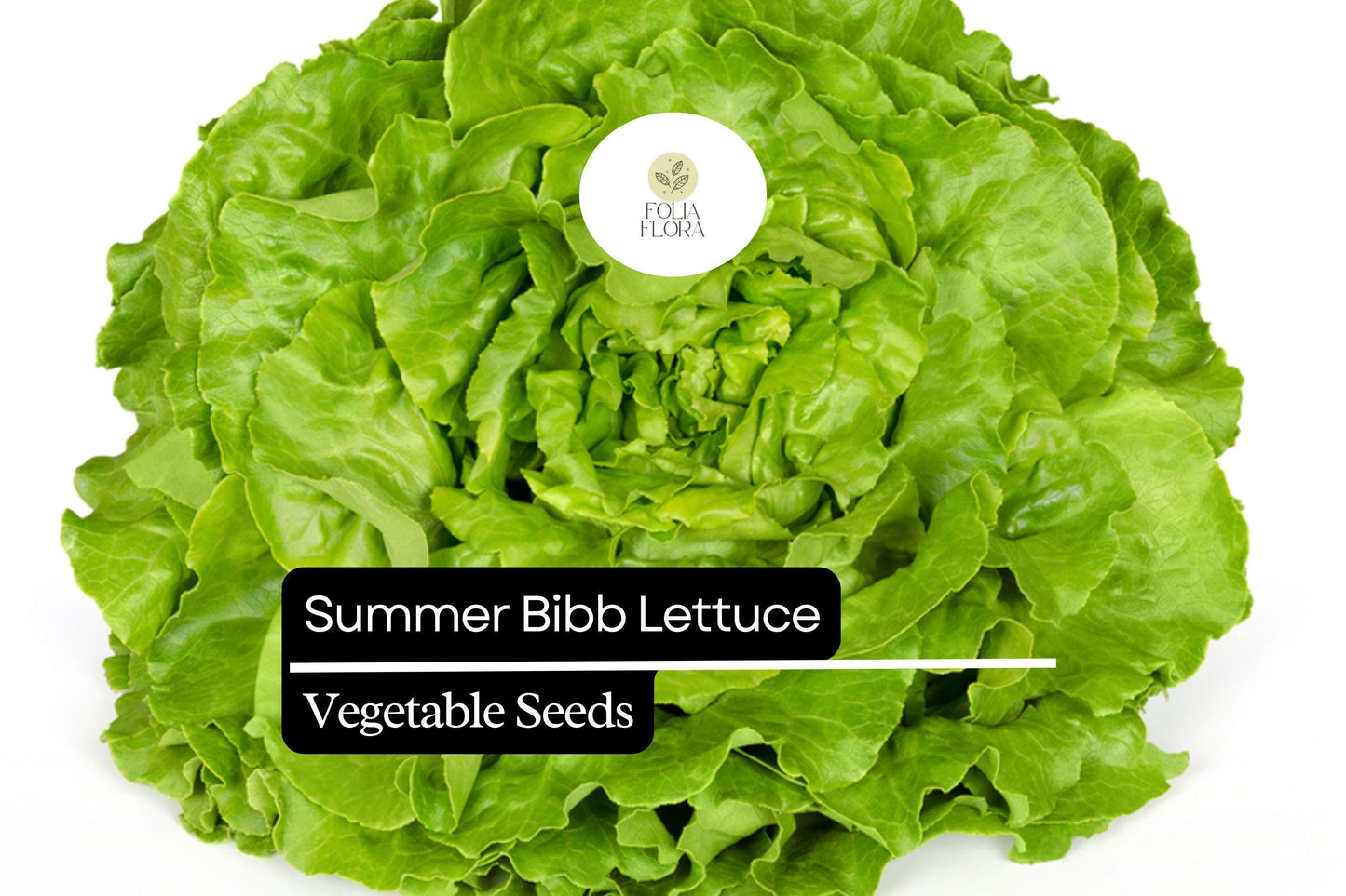 1000 Summer Bibb Lettuce Seeds – Heirloom, Non-GMO, Heat-Tolerant, Tender & Sweet