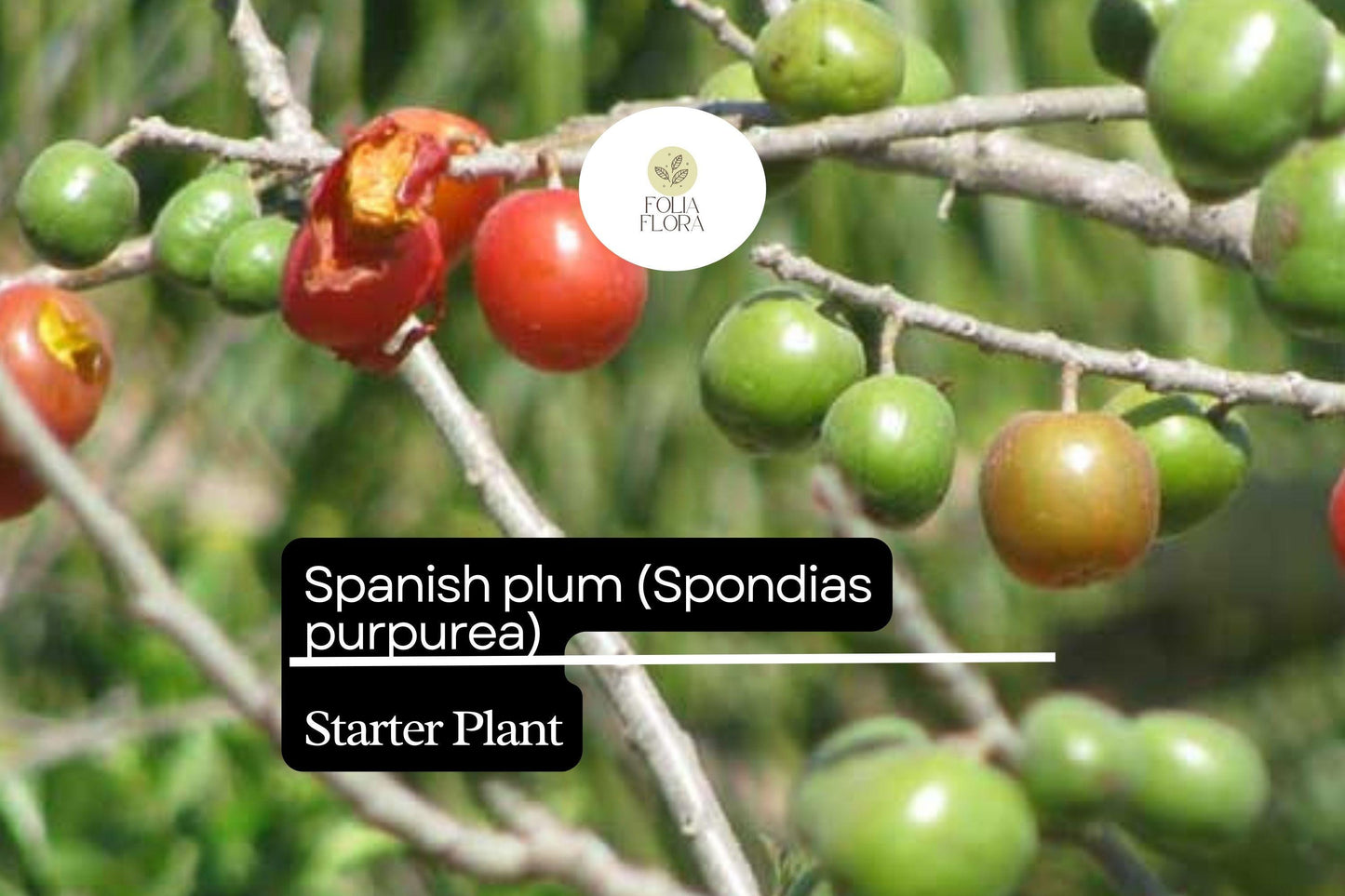 1 Starter Plant Spanish Plum Tree (Spondias purpurea) Live Tropical Fruit Tree 3'-4'