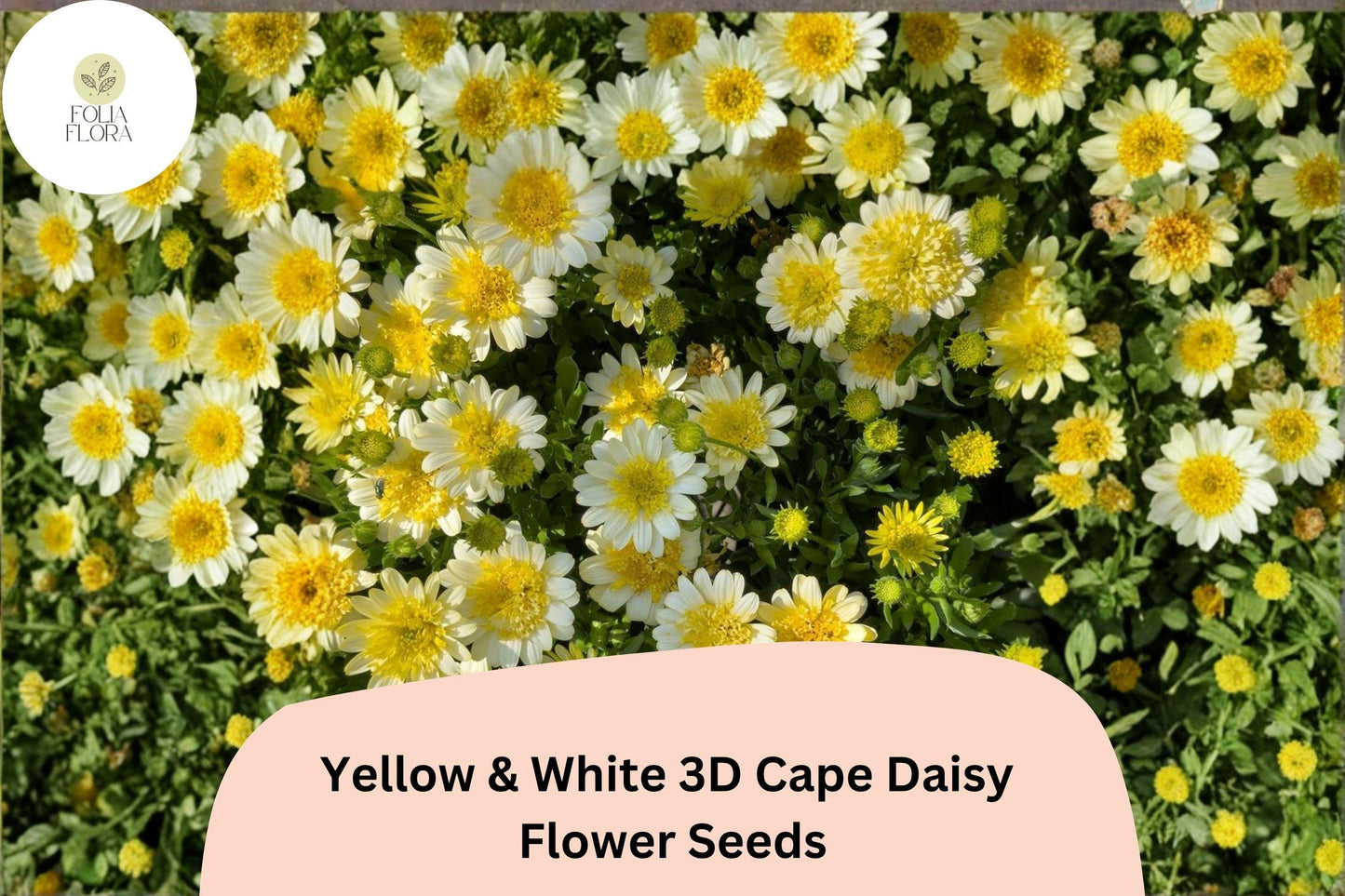 50+ Yellow & White 3D Cape Daisy Seeds | Osteospermum ecklonis | Bicolor Blooms | Vibrant Garden Flower Seeds