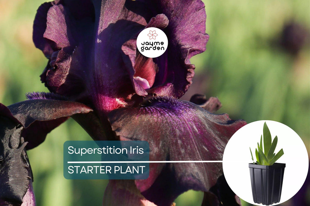 Superstition Iris Plant – Quart Pot | Deep Purple-Black Flowers | Perennial | Easy to Grow | Hardy Zones 4-10