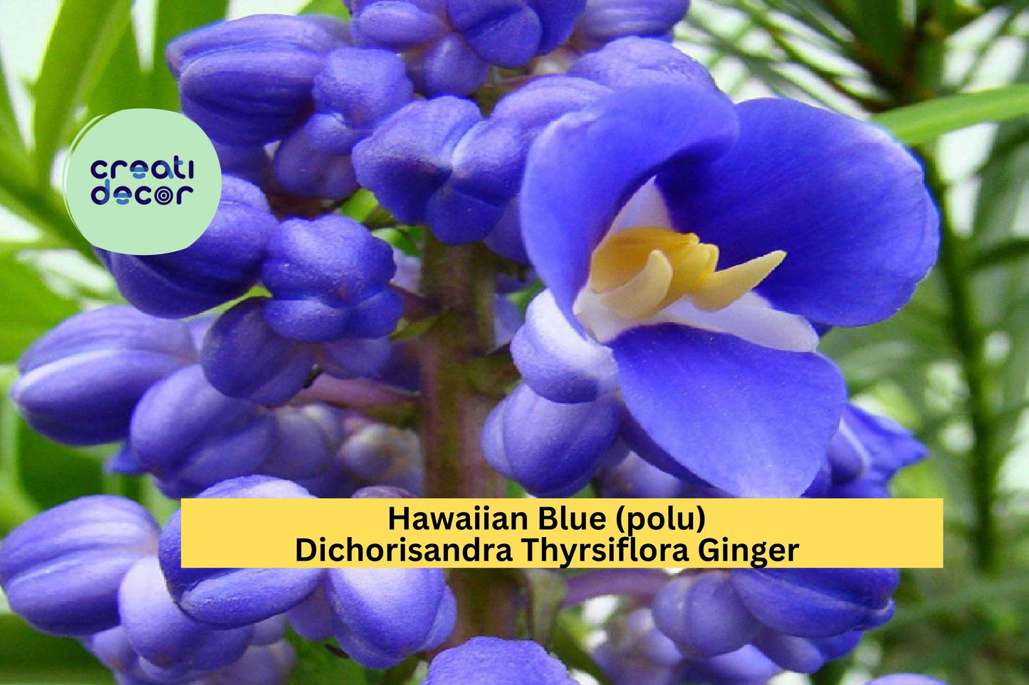Hawaiian Blue Ginger Plant – Dichorisandra thyrsiflora Roots 1 Pack, Live Bare Root Starter for Tropical Garden, Exotic Blue Blooms