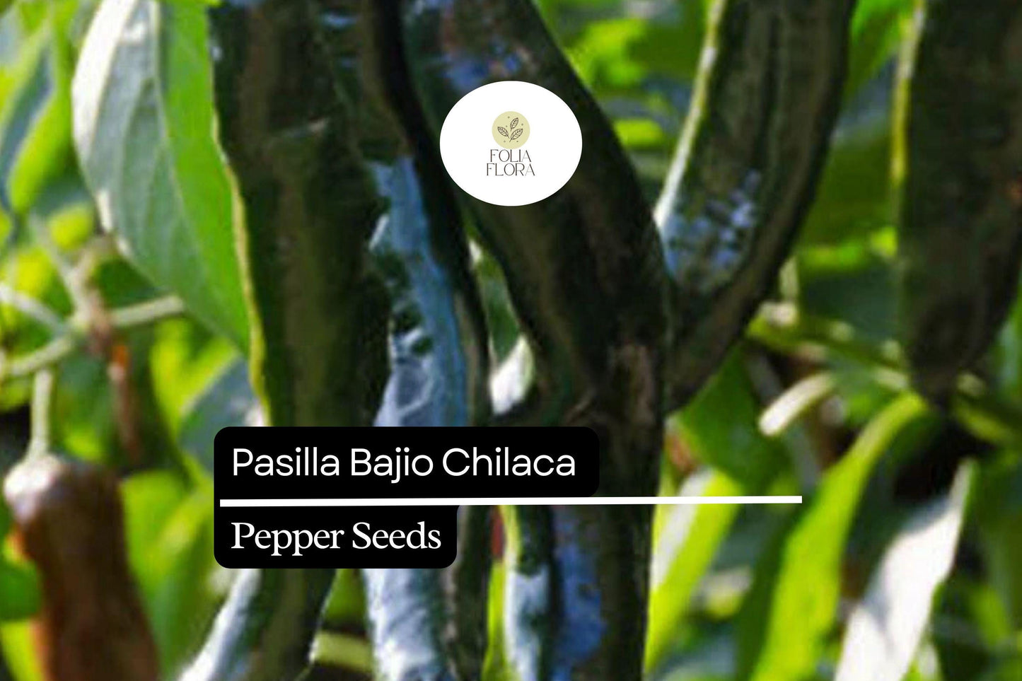 25 Seeds Pasilla Bajio Chilaca Pepper – Capsicum annuum, Mild & Smoky Mexican Chile
