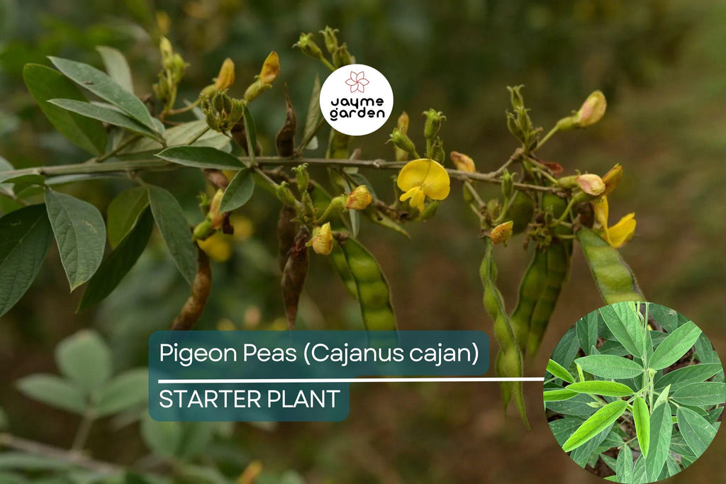Pigeon Pea Starter Plant - Cajanus cajan 12”-24” | Tropical, Nutritious Legume for Garden