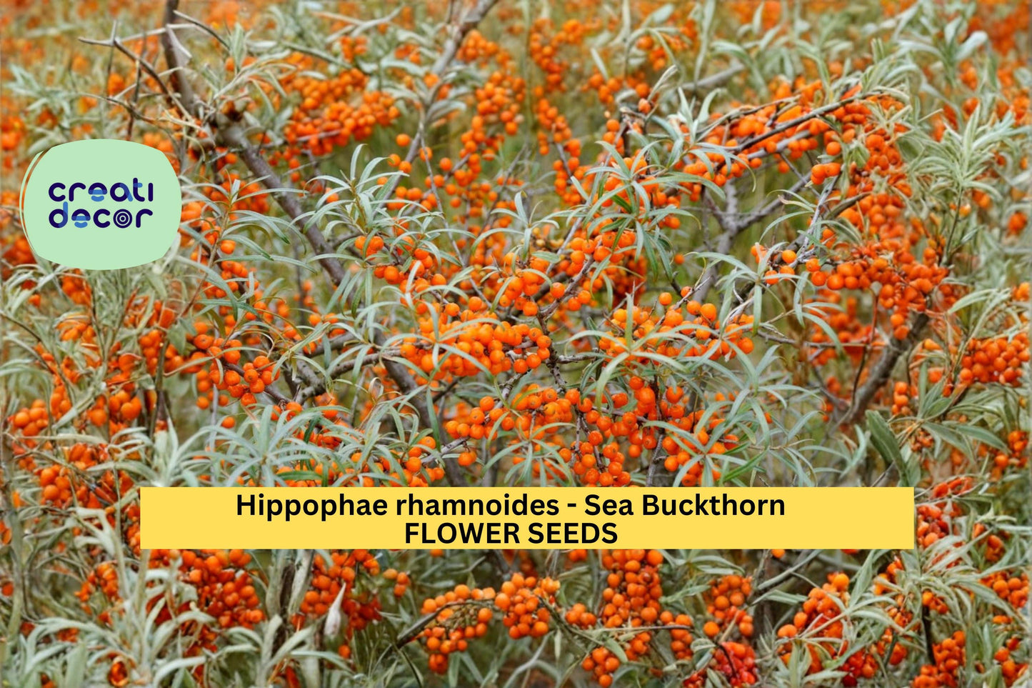Sea Buckthorn Seeds Hippophae rhamnoides 20 Count Hardy Berry Shrub Seeds Cold Tolerant Landscape Plant