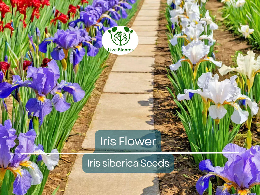 30 Iris Flower Seeds (Iris siberica) Colorful Mix, Purple, White, Red, Blue, Siberian Iris, Easy to Grow, Vibrant Outdoor Garden Flowers
