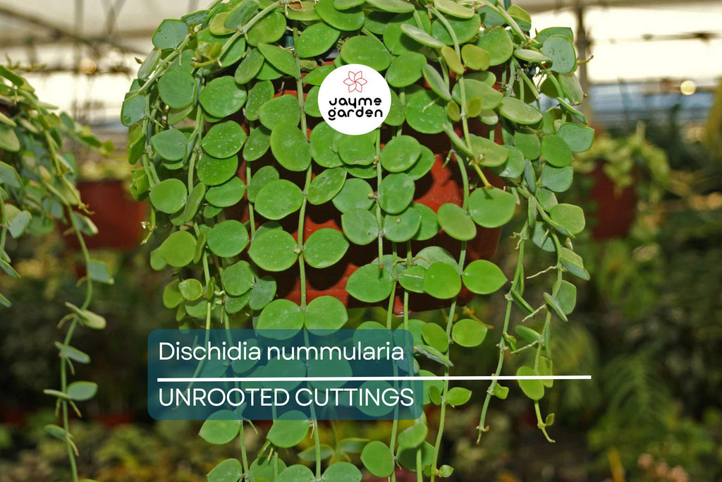 Dischidia Nummularia Cutting | Attractive Hanging Basket Plant | Easy to Grow, 1 Fresh Cutting |