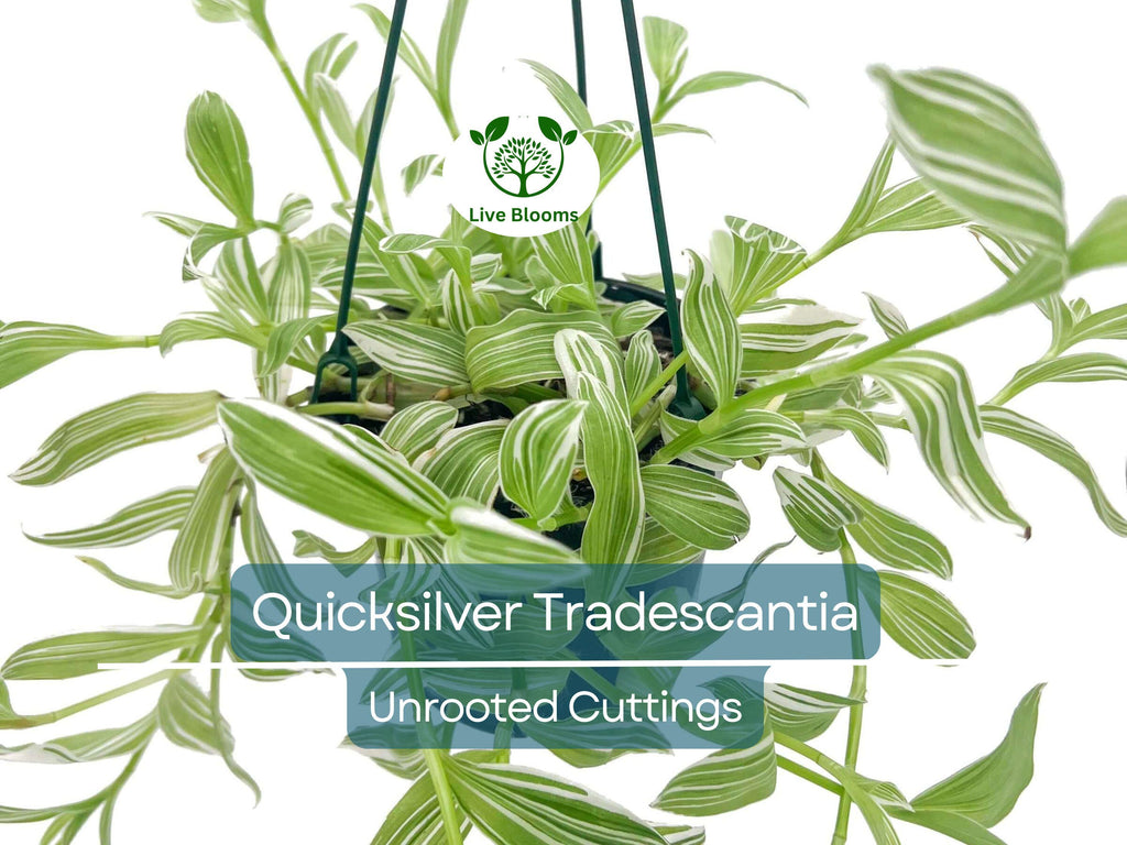5 Tradescantia Albiflora 'Quicksilver' Variegated Wandering Jew Unrooted Cuttings - White & Green Foliage, Easy Propagation, Houseplant
