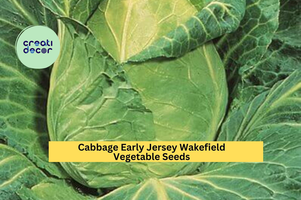 3pcs of 1g Early Jersey Wakefield Cabbage Seeds – Heirloom Green Cabbage for Garden or Raised Bed Planting Seeds for Planting