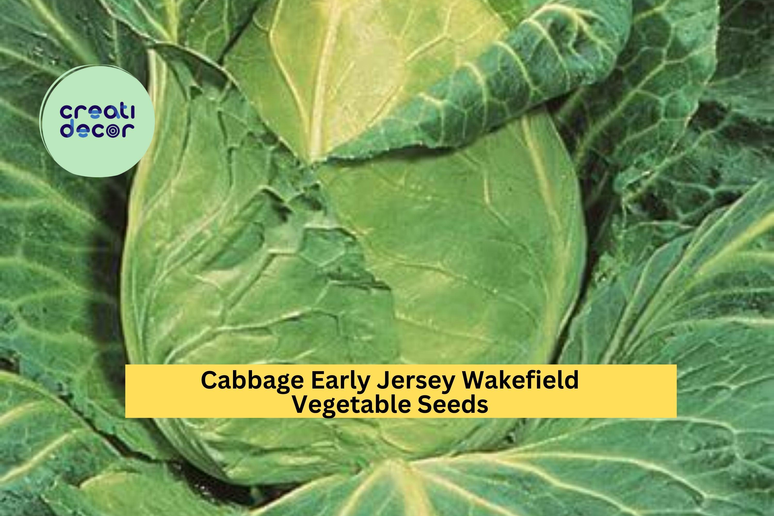 3pcs of 1g Early Jersey Wakefield Cabbage Seeds – Heirloom Green Cabbage for Garden or Raised Bed Planting Seeds for Planting