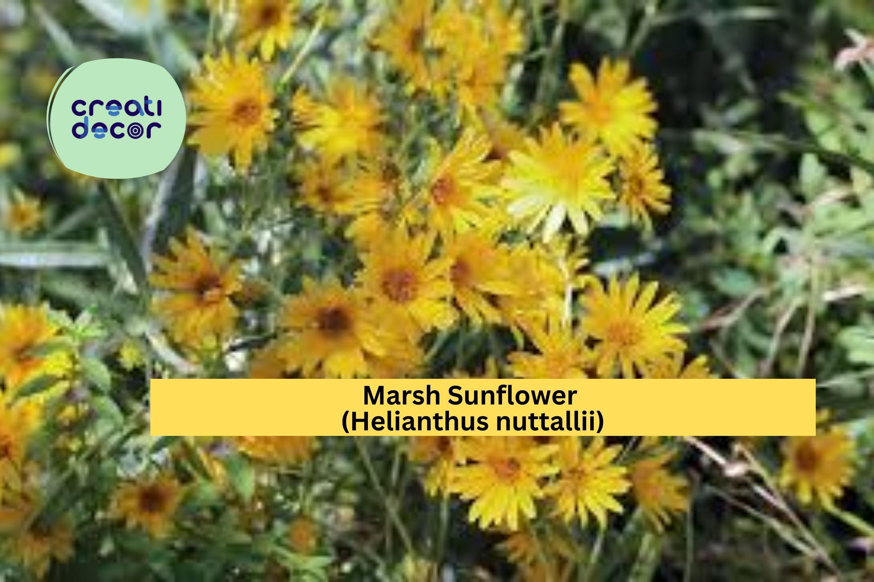 Marsh Sunflower Seeds (Helianthus nuttallii) – 40 Native Wildflower Seeds | Tall Yellow Blooms | Wet Soil | Pollinator Friendly
