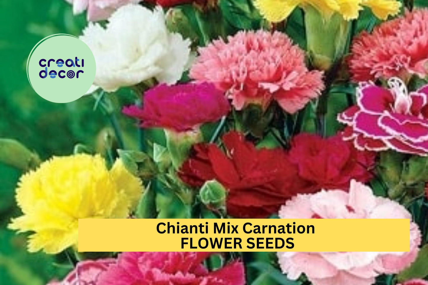 200+ Chianti Mix Carnation Seeds – Deep Red & Rose Ruffled Blooms for Garden Planting, Fragrant Cut Flowers – USA