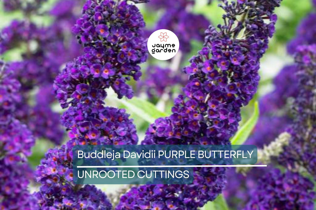 Purple Butterfly Bush Cuttings - 7 Unrooted 6" Live Plants, Fast-Growing, Flowering Shrub for Outdoor Gardens, USDA Zones 5-9