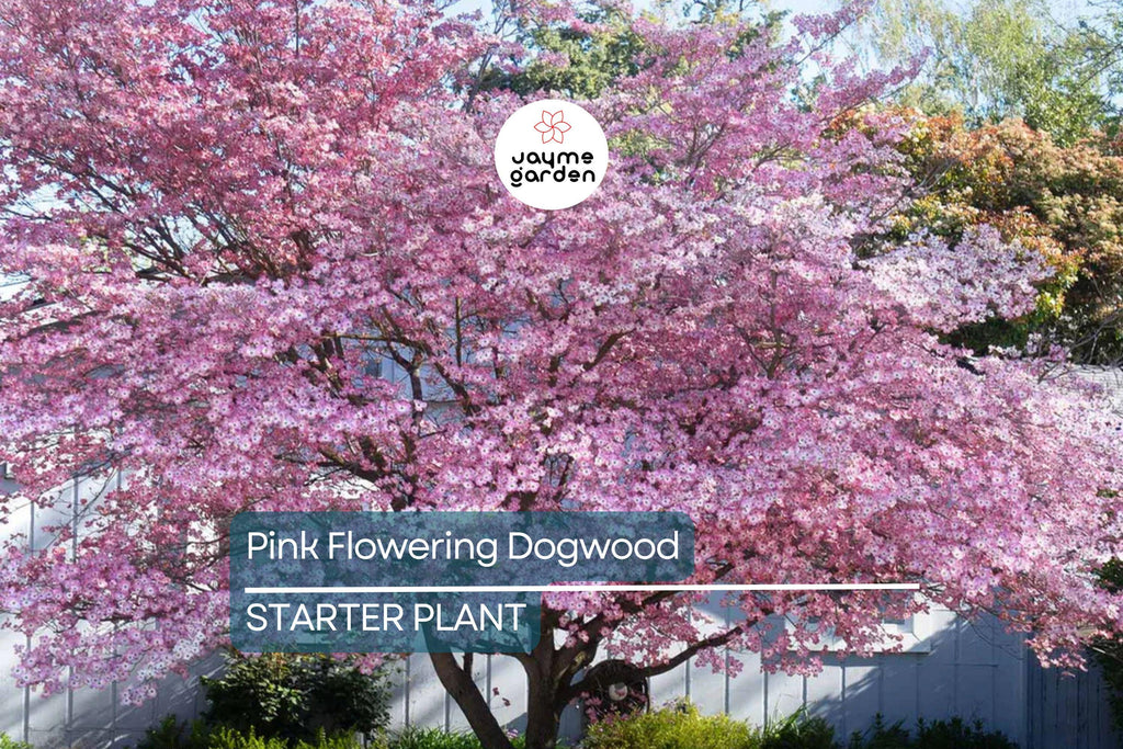 Pink Flowering Dogwood Tree – 10-12" Tall, Well Rooted, Healthy Deciduous, Beautiful Spring Flowers, Ships in Pot