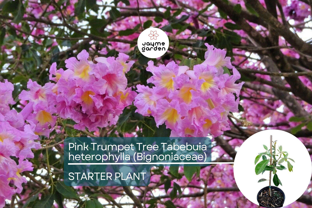 Pink Trumpet Tree Live Tabebuia Heterophylla 8″-12″ | Vibrant Flowering Ornamental Tree | Tropical Shade Tree Starter | Fast Growing
