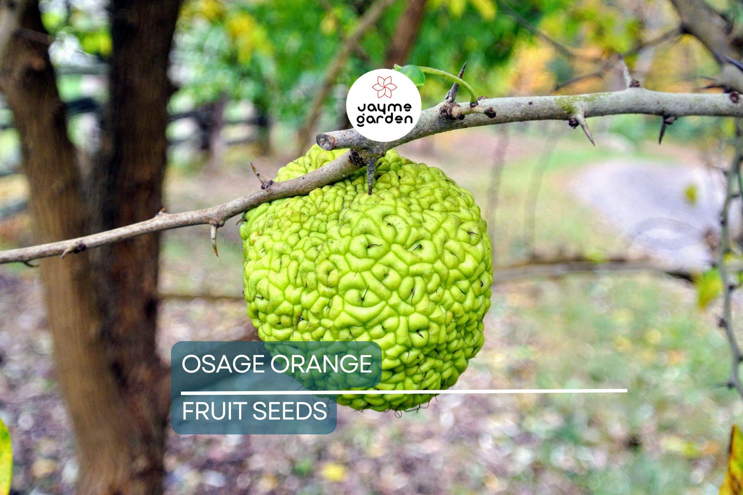 50 Osage Orange Tree Seeds (Maclura pomifera), Bois D'Arc Fresh Seeds, 8-15' Tall, Free Shipping