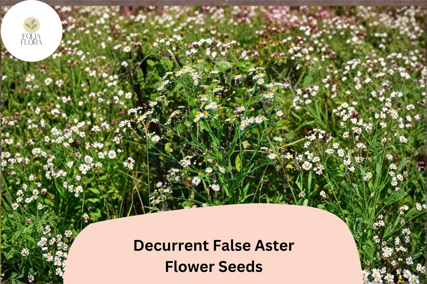 500 Decurrent False Aster Seeds | Boltonia decurrens | Native Wetland Wildflower | White Bloom for Pollinator