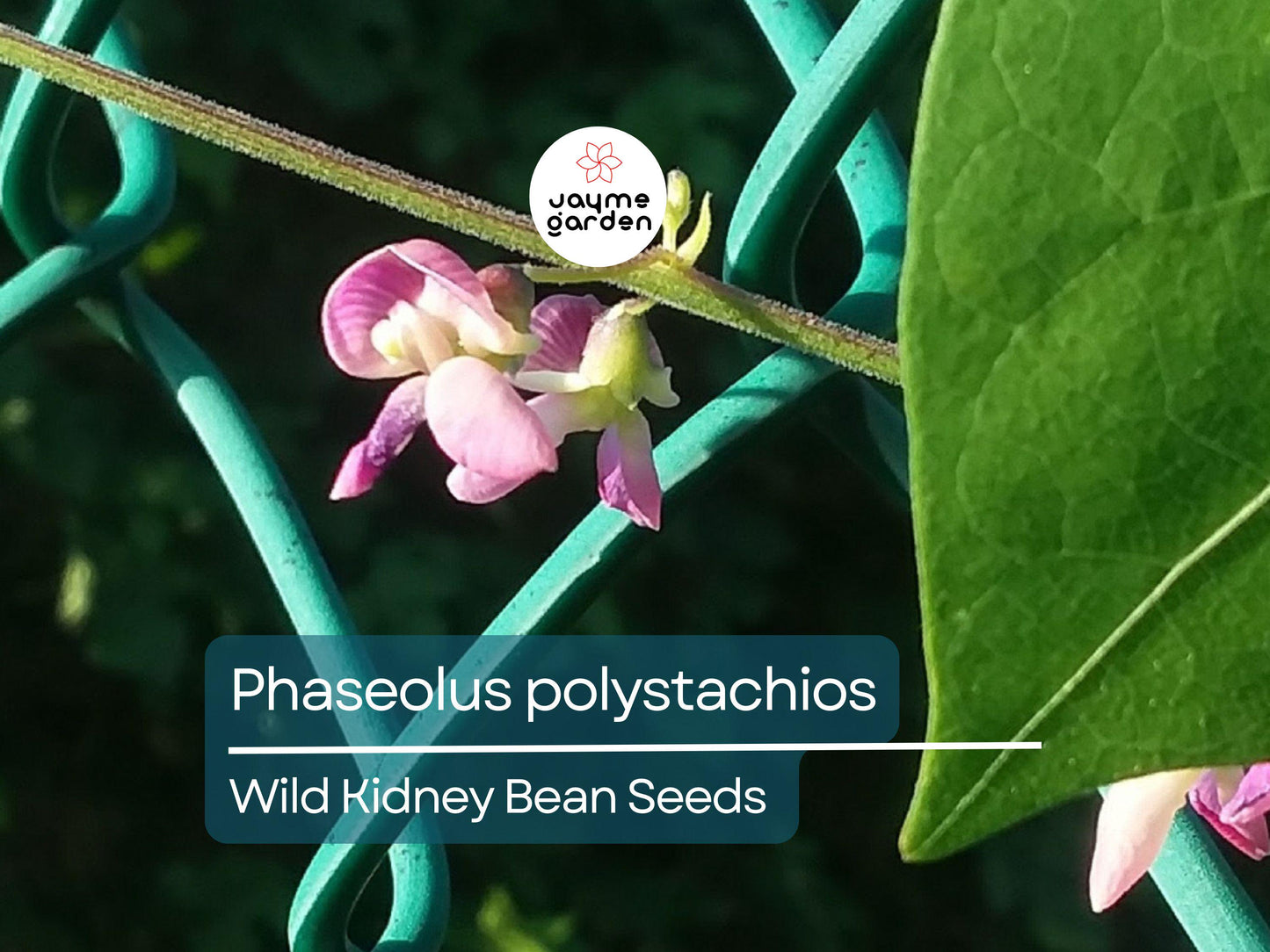 5 Seeds Phaseolus Polystachios | Wild Kidney Bean for Planting | Edible Native Perennial Climbing Vine Drought-Tolerant Pollinator-Friendly