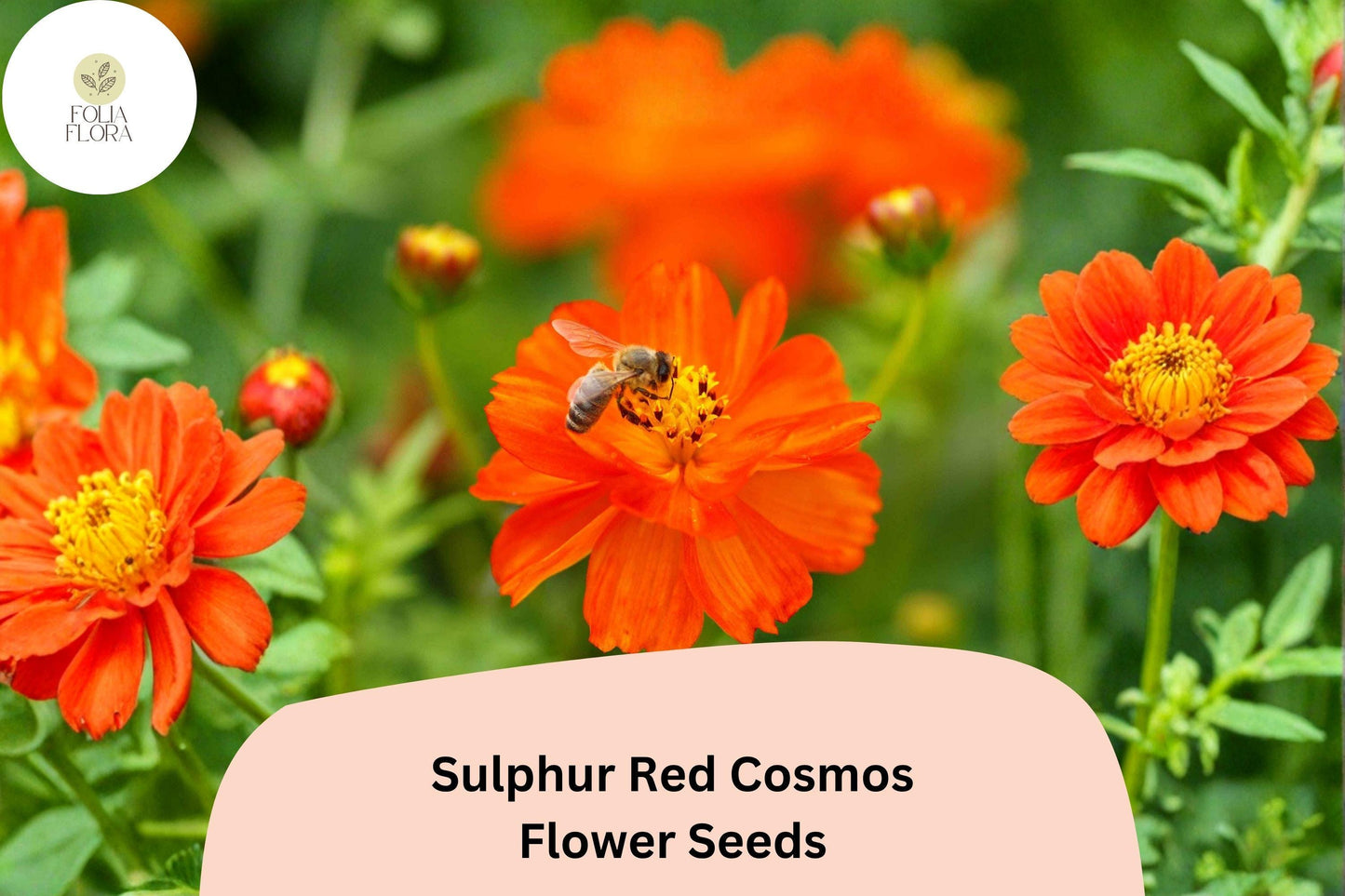 200+ Sulphur Red Cosmos Seeds | Cosmos sulphureus | Bright Red Blooms | Easy Annual Flower Seeds for Garden