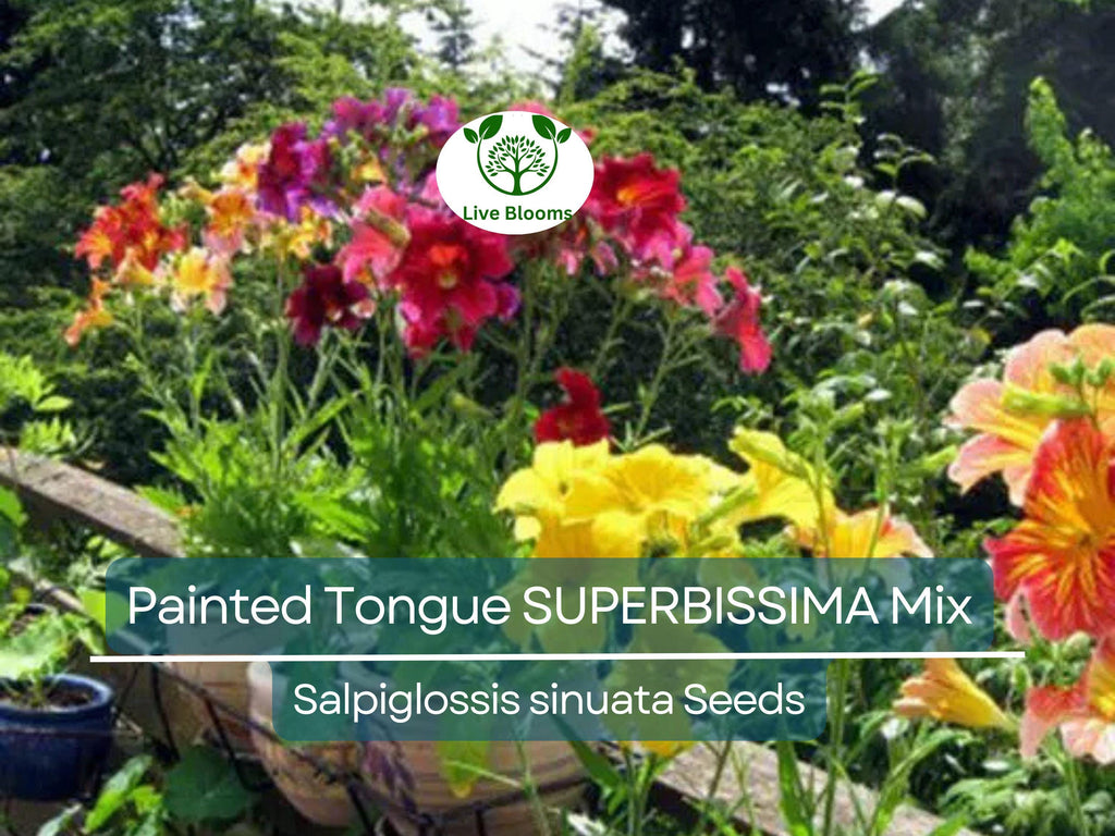 300 Seeds Painted Tongue SUPERBISSIMA Mix, HEIRLOOM Salpiglossis, Non-GMO, Vibrant Colors, Annual Flower, Pollinator-Friendly