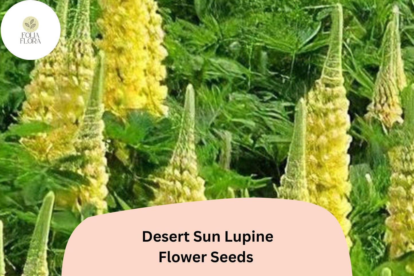 Lupinus ‘Desert Sun’ Lupine Seeds – 25+ Bright Yellow & Orange Blooms for Garden Planting