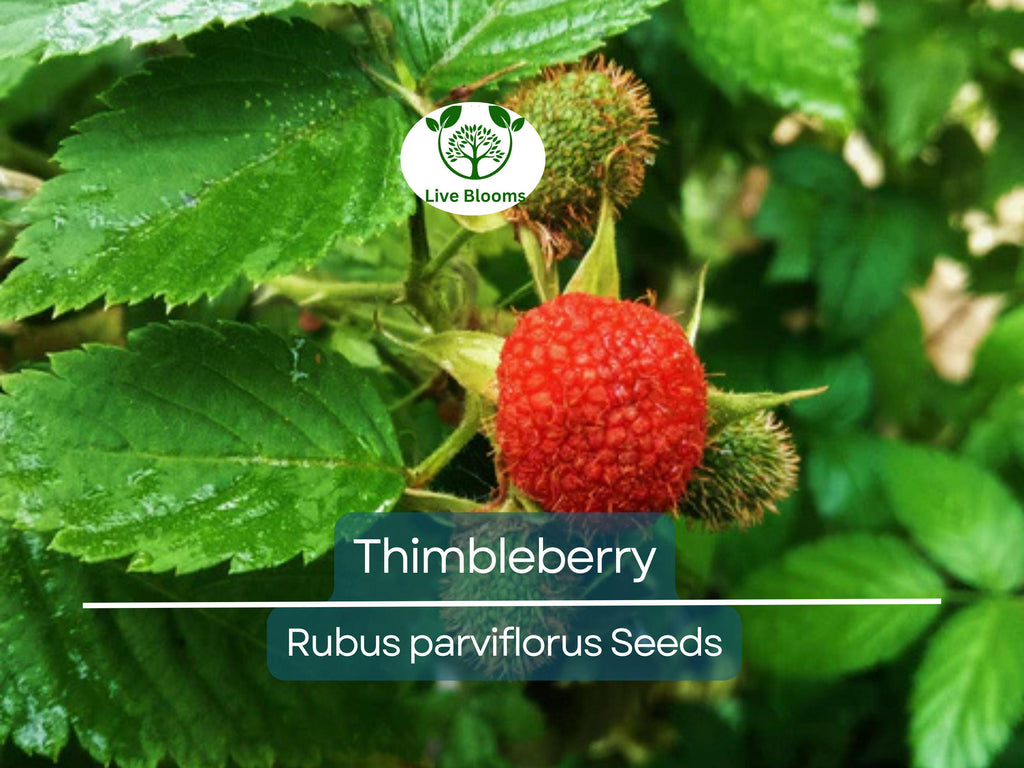 50 Thimbleberry Seeds (Rubus parviflorus) – Flowering Raspberry, Sweet Berry Fruit, Hardy Bush, Easy to Grow, Edible Fruit for Garden