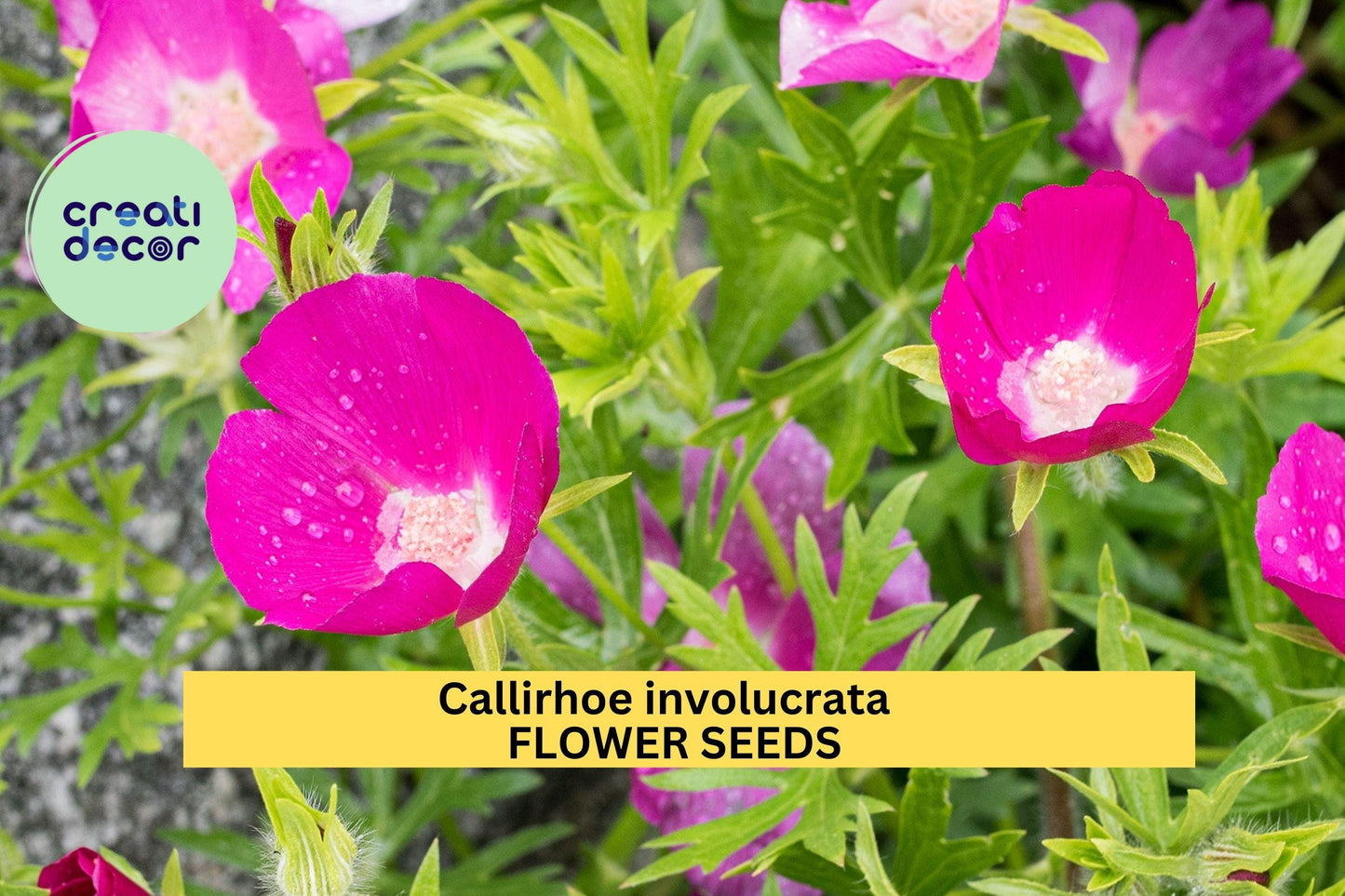 Callirhoe involucrata 15Seeds – Purple Poppy Mallow – Native Ground Cover with Magenta Blooms for Pollinator Gardens, Rock Gardens, Dry Soil