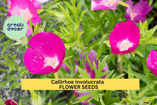 Callirhoe involucrata 15Seeds – Purple Poppy Mallow – Native Ground Cover with Magenta Blooms for Pollinator Gardens, Rock Gardens, Dry Soil