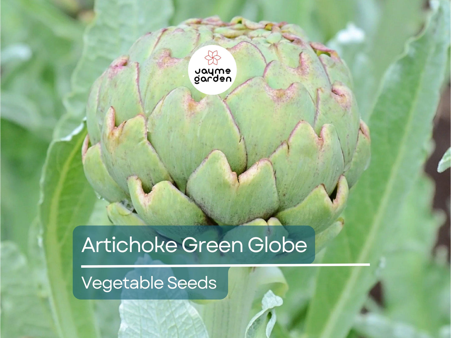 500mg Artichoke Seeds for Planting - Green Globe Variety - Heirloom Edible Perennial for Gardens, Containers, & Landscaping