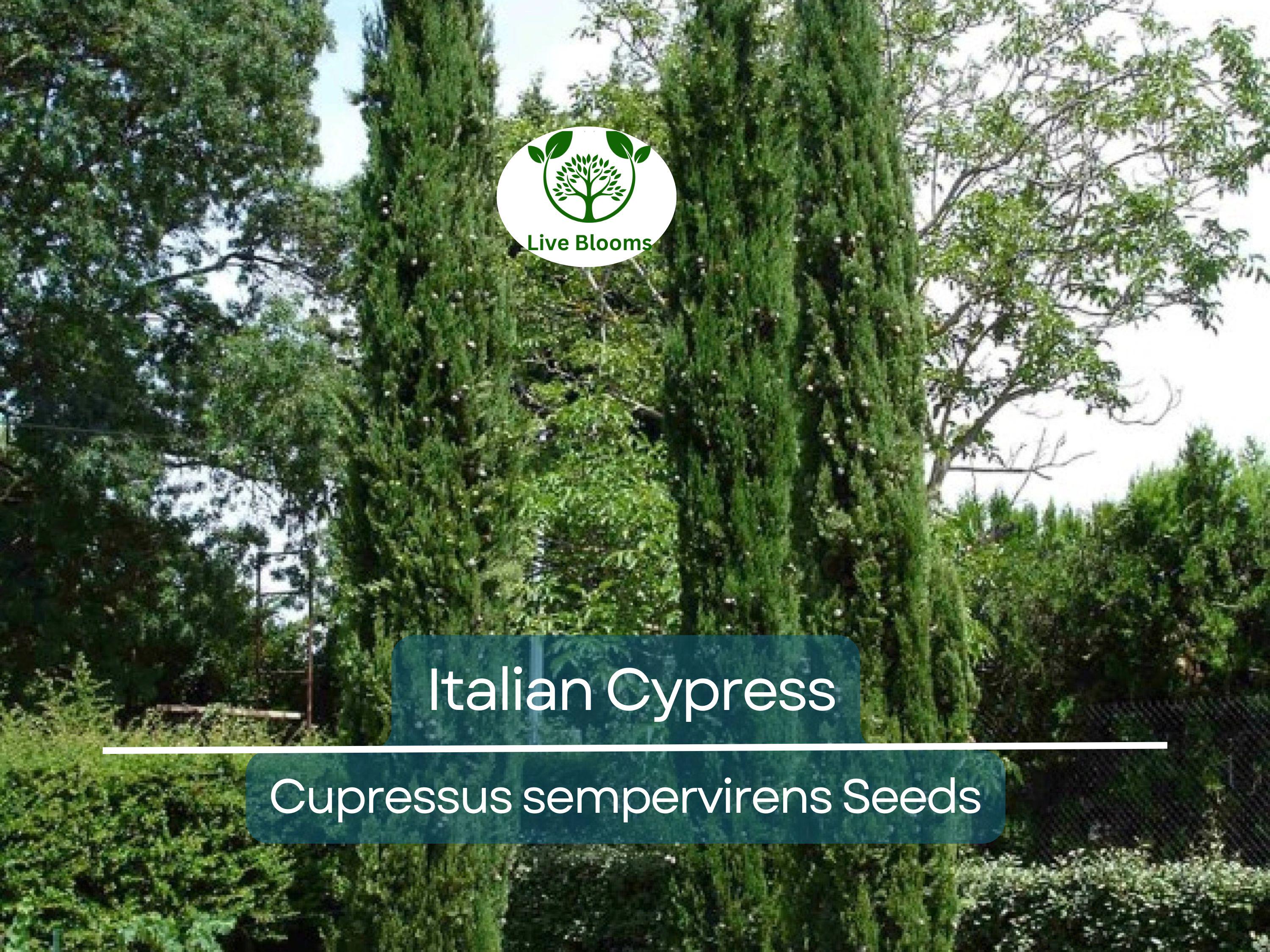 50 Italian Cypress Tree Seeds (Cupressus sempervirens), Evergreen Cedar, Non-GMO, Fast-Growing, Ideal for Privacy Screens, Outdoor Trees