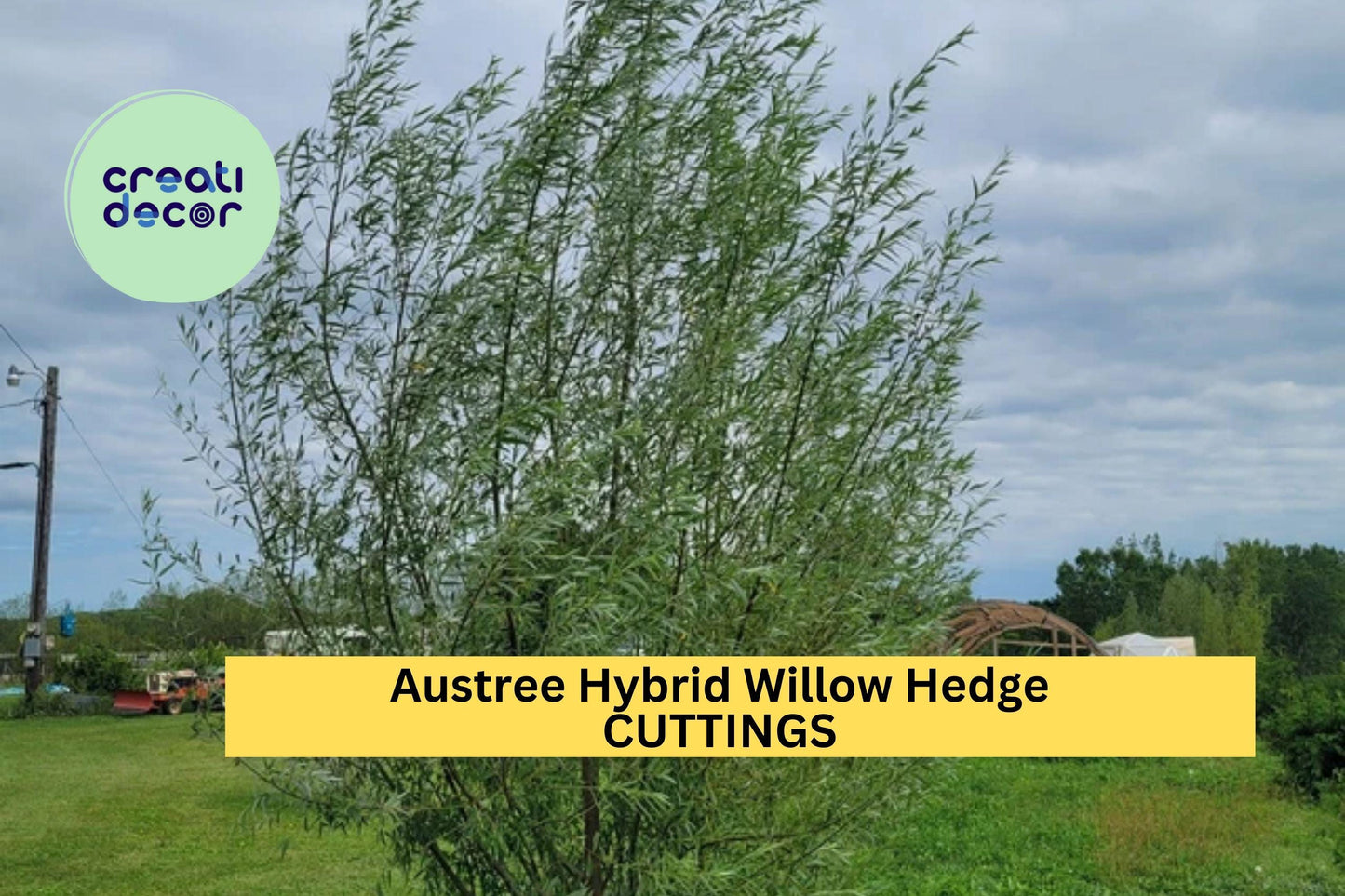 25 Austree Hybrid Willow Cuttings – Fast-Growing Privacy Hedge Trees for Windbreaks, Noise Barriers & Living Fences – USA