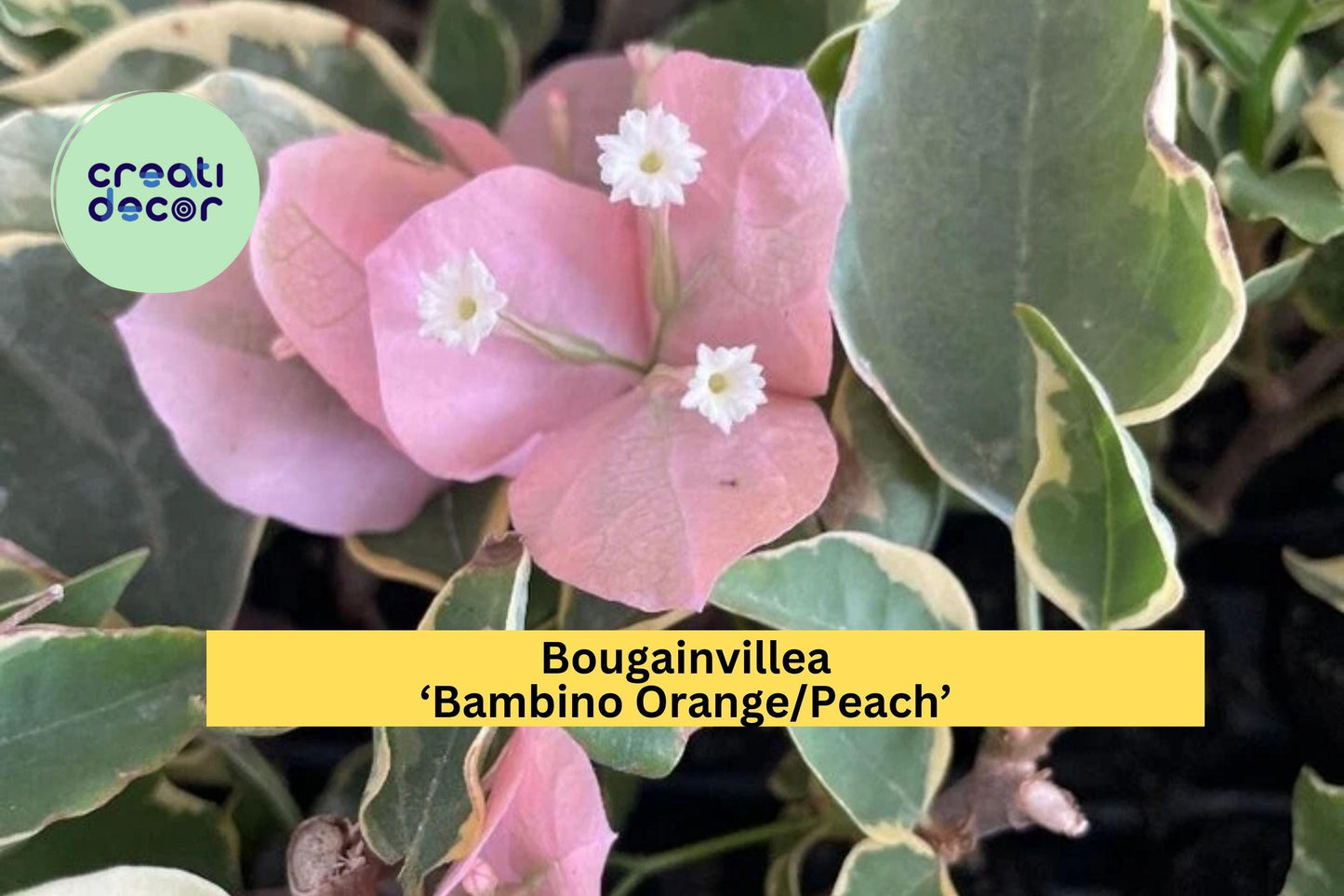 Bougainvillea ‘Bambino Orange/Peach’ – Small Well-Rooted Starter Plant – Compact Flowering Vine for Patio or Garden