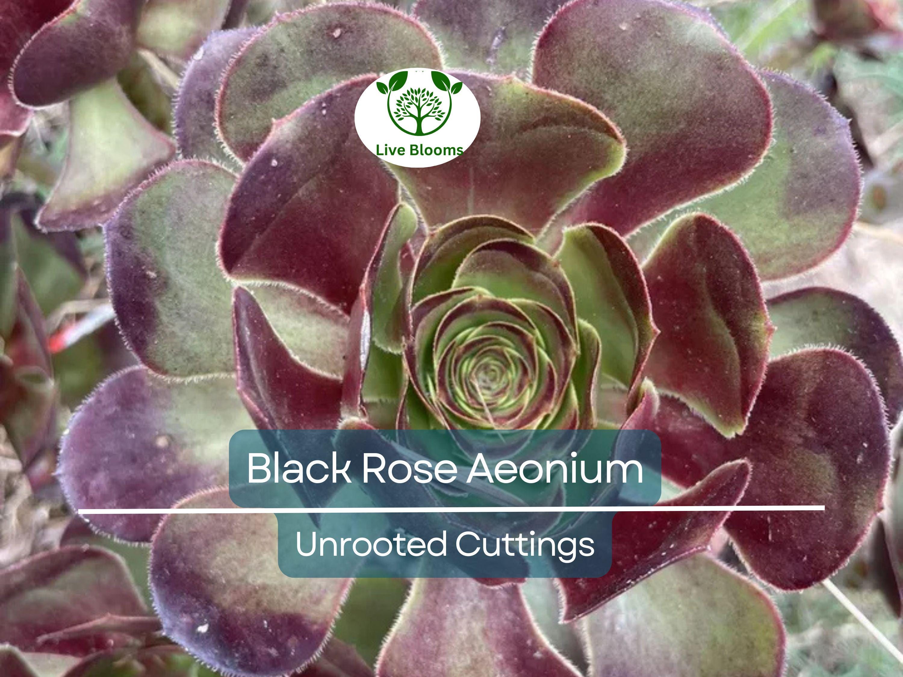5 Black Rose Aeonium Arboreum Zwartkop Unrooted Cuttings 4"-6" – Succulent Cactus, Unique Black Succulent, Easy to Grow, Hardy Aeonium