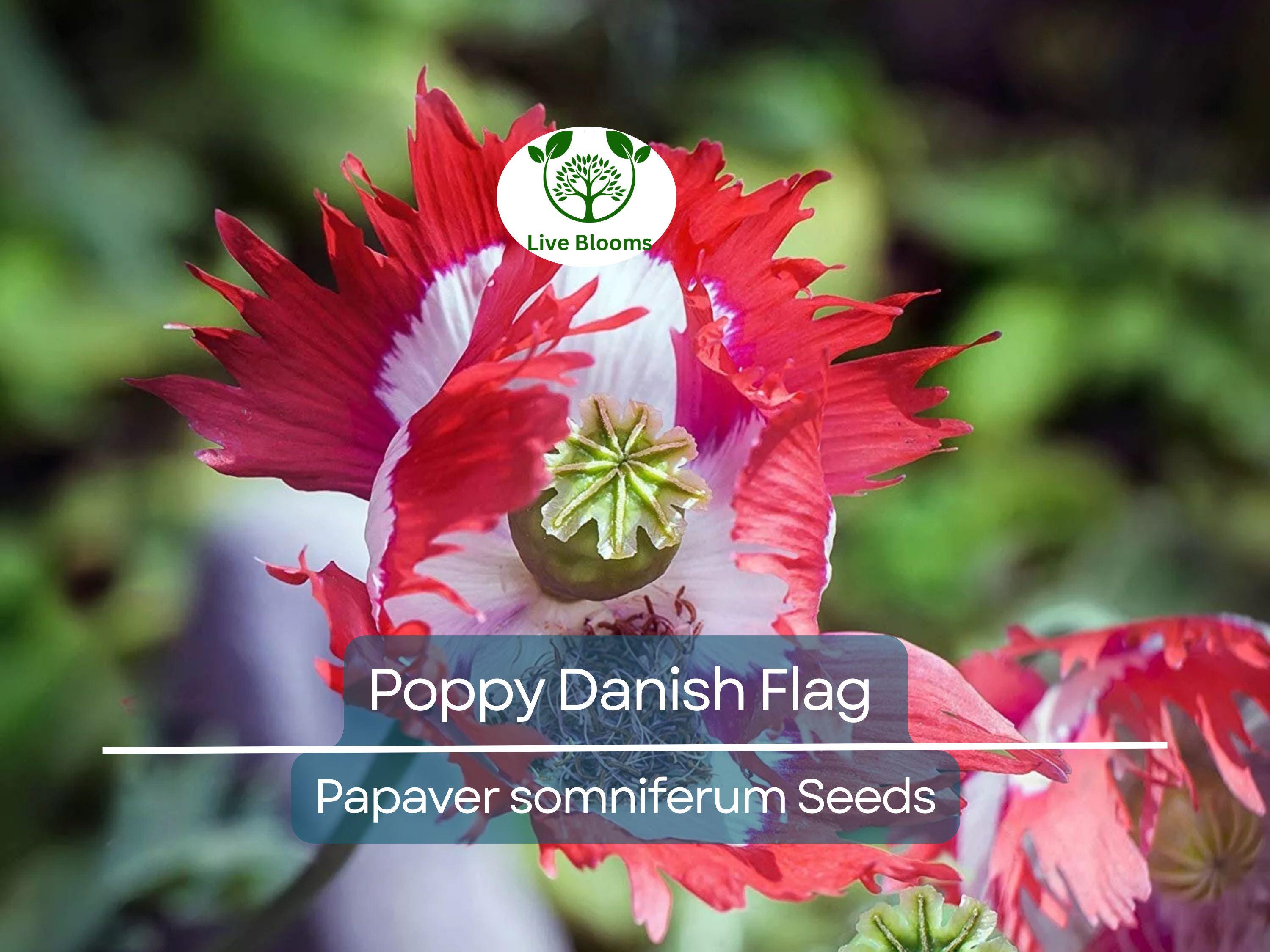 1000 Seeds Poppy Danish Flag, Red & White Cross Flowers, Huge Blooms, Pollinator-Friendly, Non-GMO, Stunning Garden Flowers for Borders
