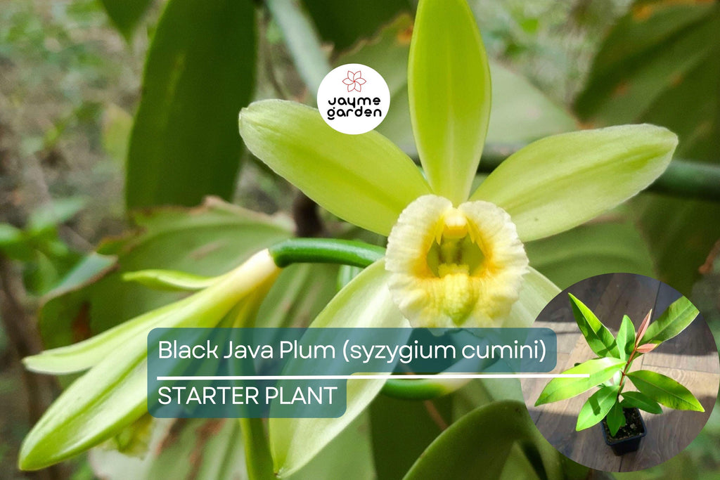 Black Java Plum Tree - Live Syzygium cumini 1’-2’ Tall | Tropical Fruit Tree | Nutritious Plum for Culinary & Medicinal Use