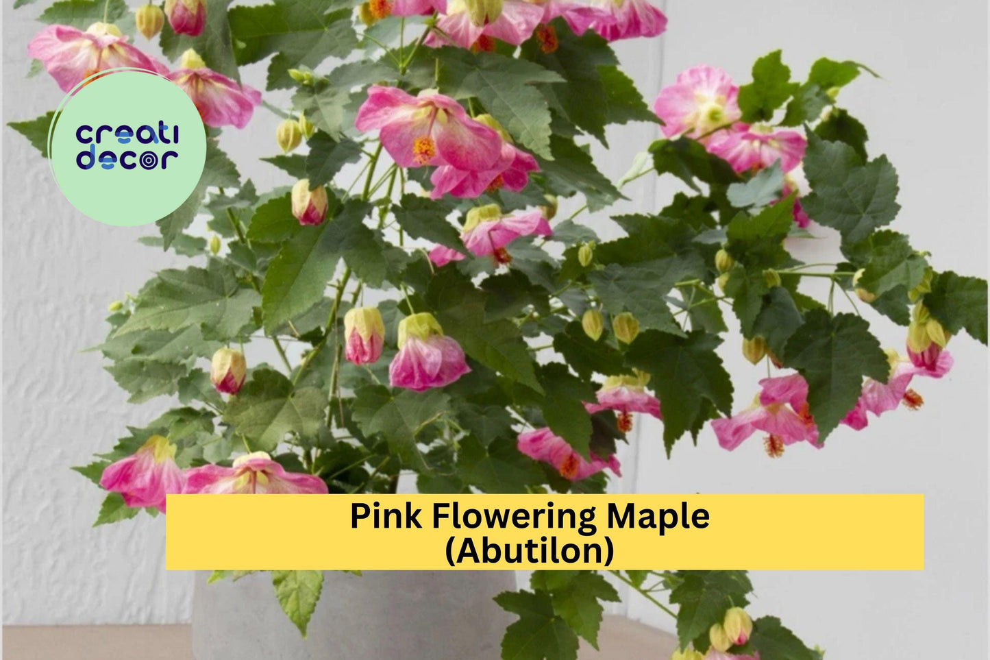 Abutilon Pink Flowering Maple | Live Rooted Starter Plant | Small Ornamental Shrub with Lantern-Like Blooms