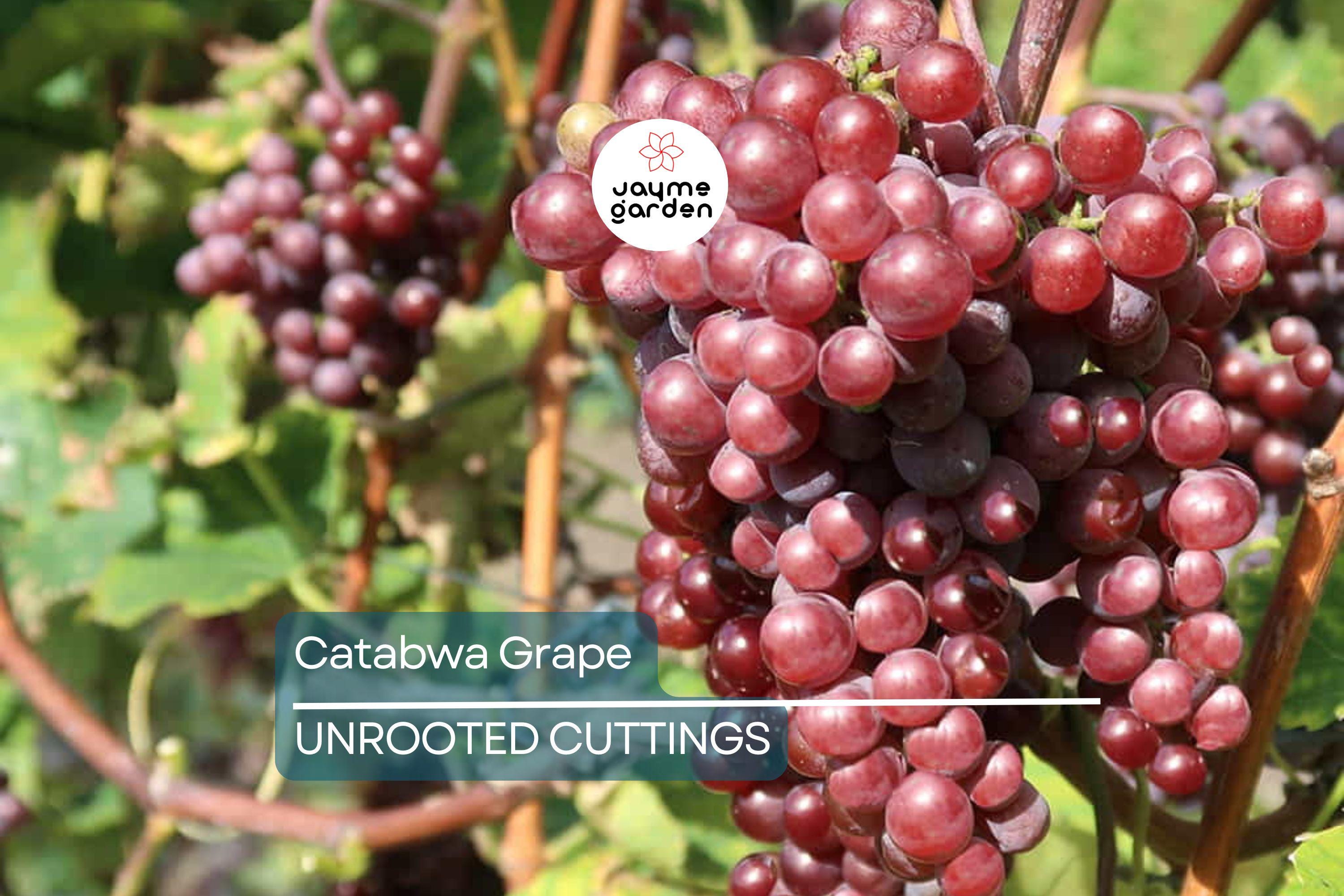 Catawba Grape Vine Cuttings - 7 Fresh 10" Stems (2-3 Nodes) for Rooting/Grafting - 2024 Harvest, Hardy & Productive Vines