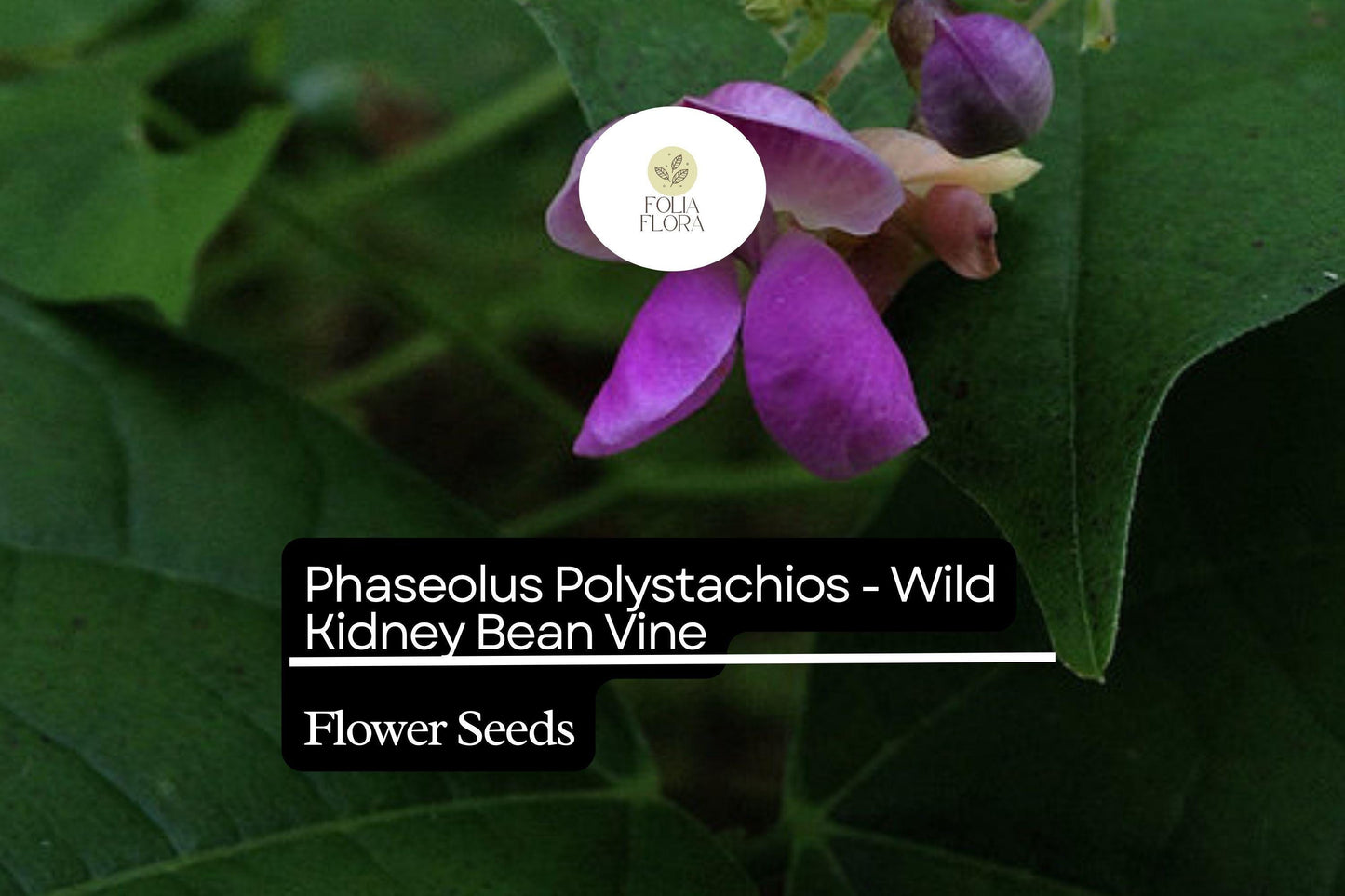 5 Seeds Phaseolus polystachios - Wild Kidney Bean Vine, Native Perennial Climber