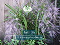 15 Easy Indoor Houseplant Seeds | Palm Lily (Cordyline stricta), Tropical Indoor Plant, Low Maintenance, Non-GMO, Decorative Houseplant