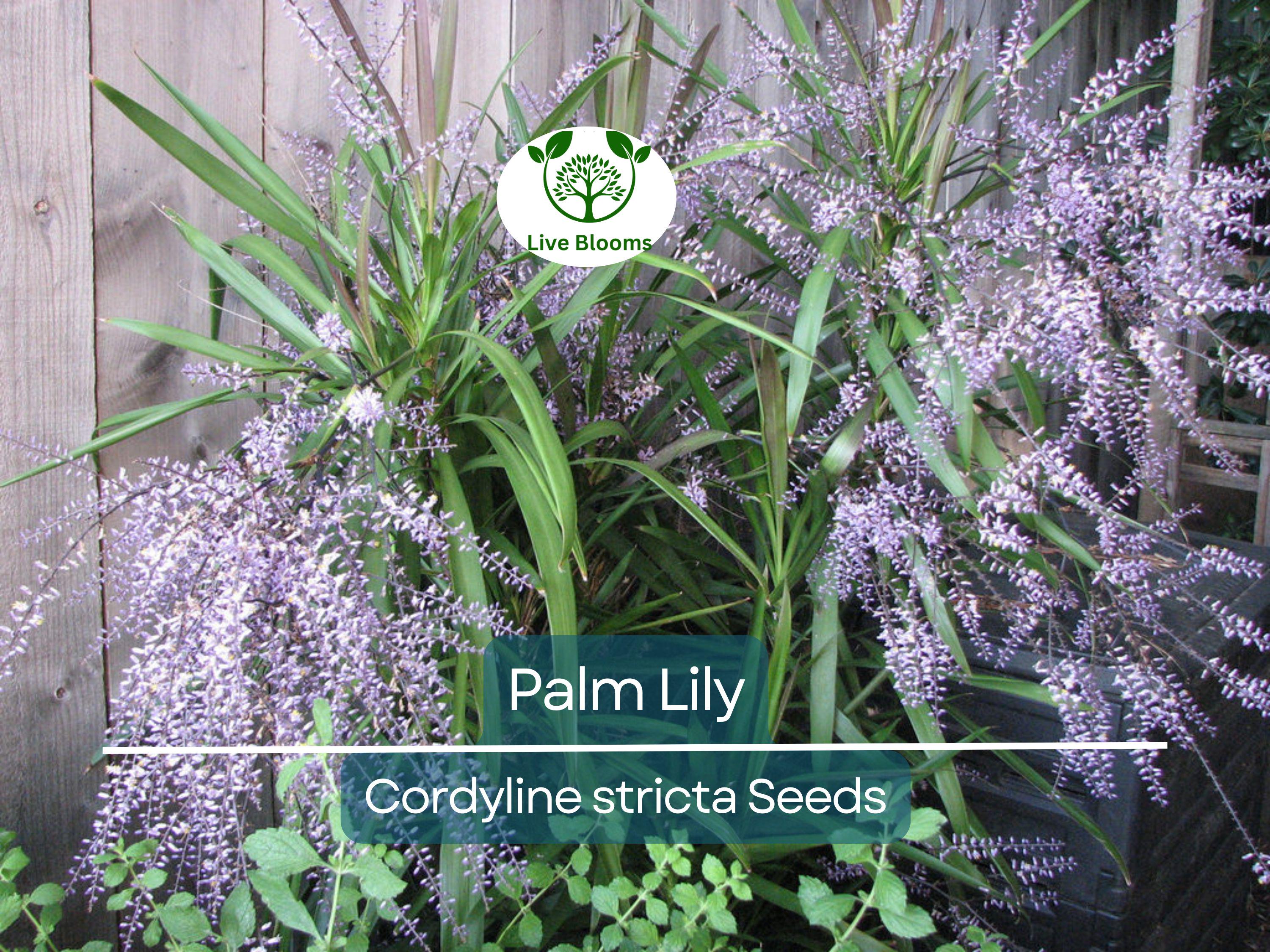 15 Easy Indoor Houseplant Seeds | Palm Lily (Cordyline stricta), Tropical Indoor Plant, Low Maintenance, Non-GMO, Decorative Houseplant