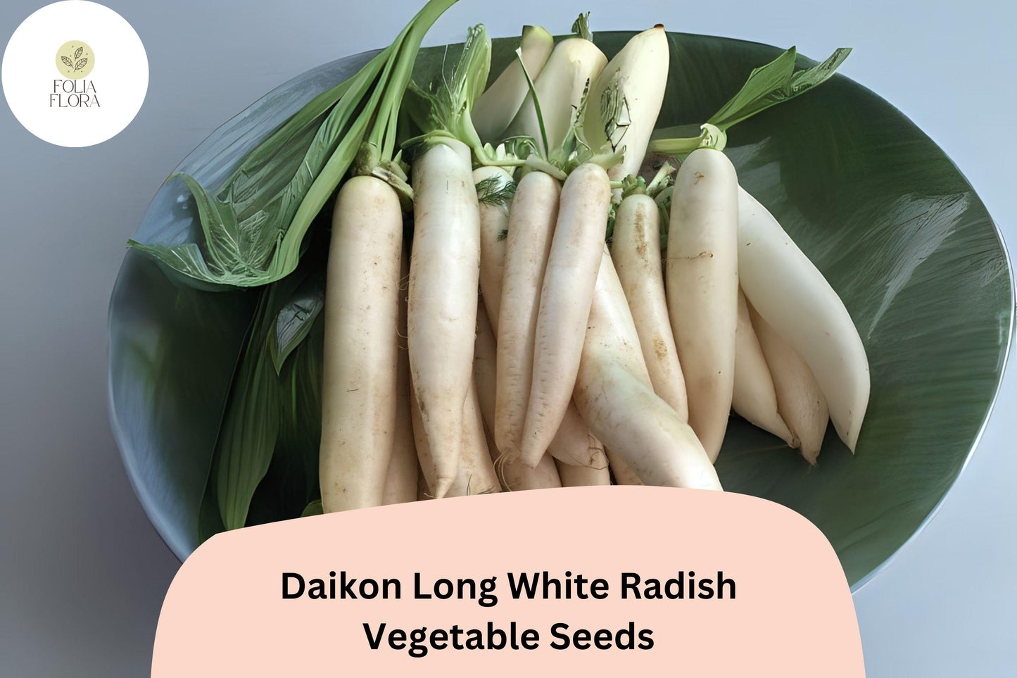 500+ Daikon Long White Radish Seeds – Heirloom Asian Radish for Garden Planting