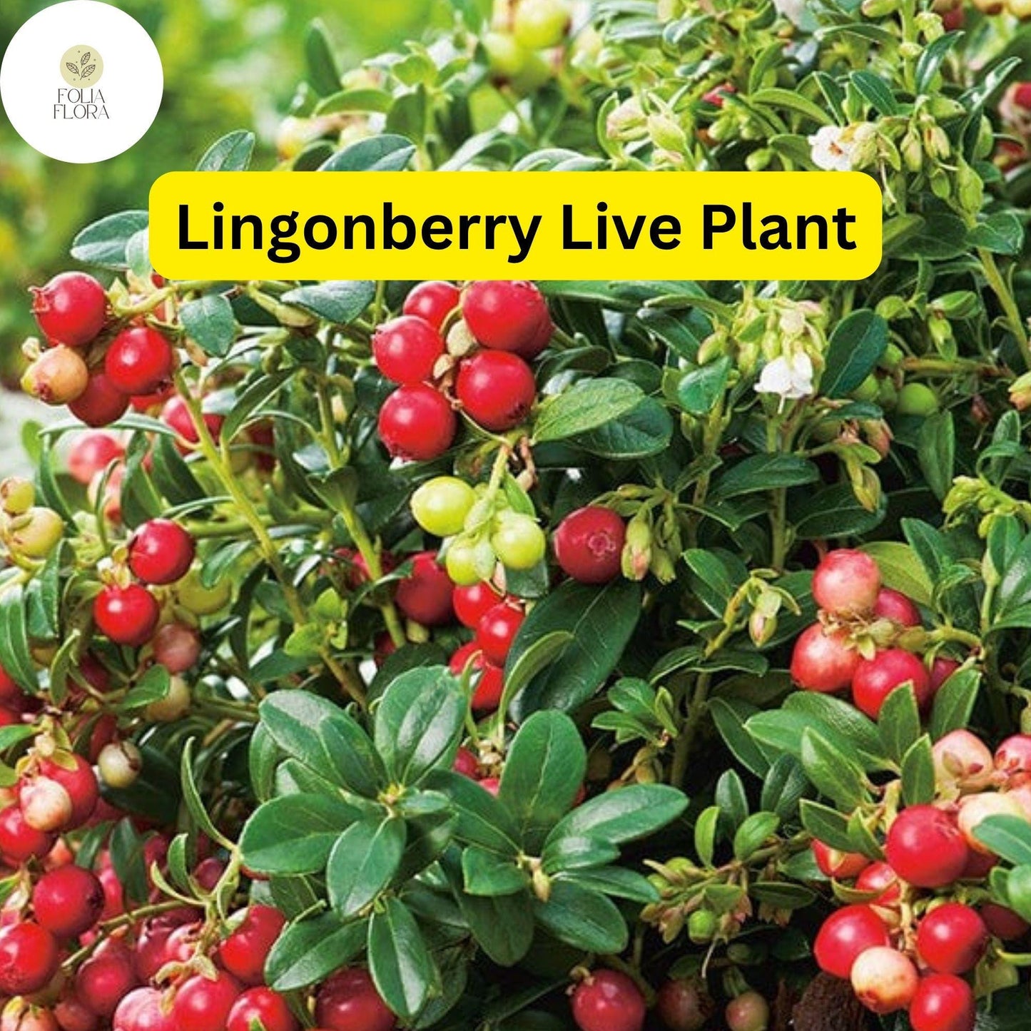 1 Live Lingonberry Plants, Vaccinium vitis-idaea, Hardy Edible Ground Cover