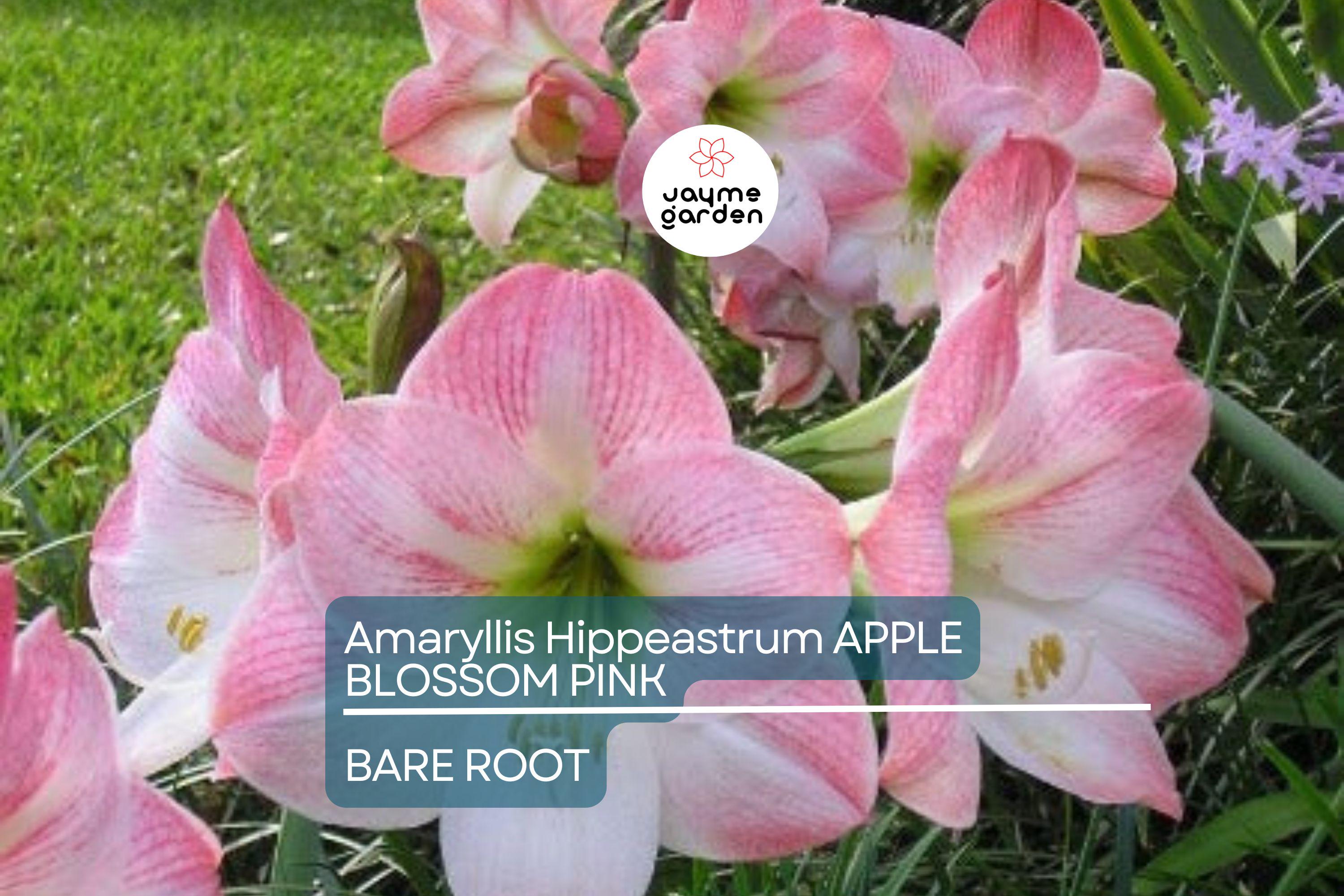 Amaryllis Apple Blossom Bulb - Pink & White Blooms, Award-Winning, Perfect for Indoor or Outdoor, USDA Zones 8-11