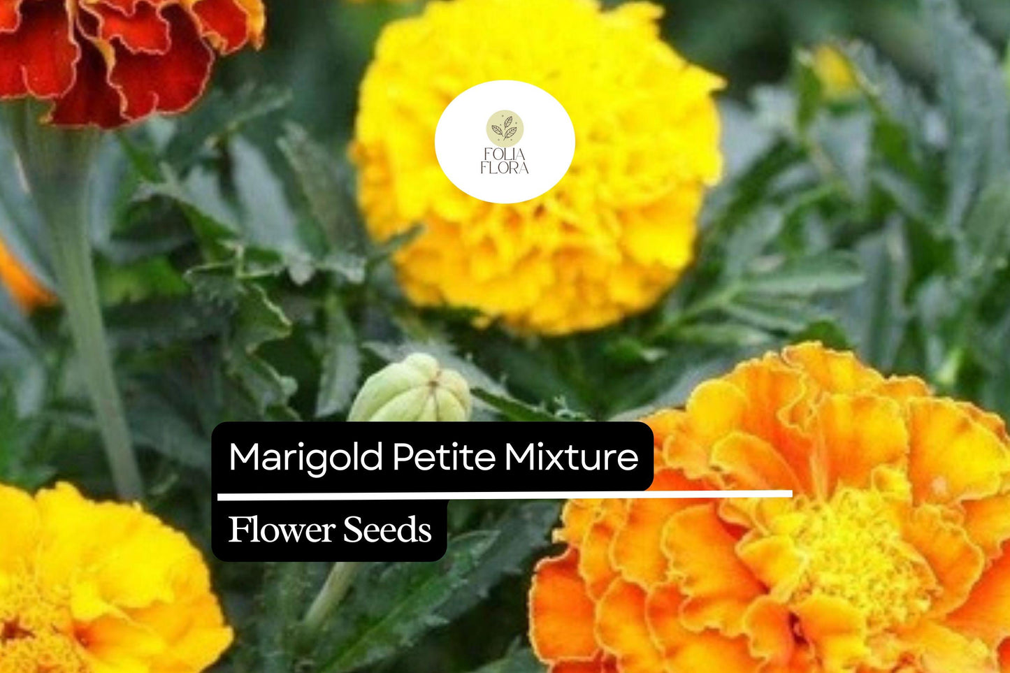 500mg Marigold Petite Mixture Seeds, Compact French Marigolds, Vibrant Blooms for Gardens & Containers