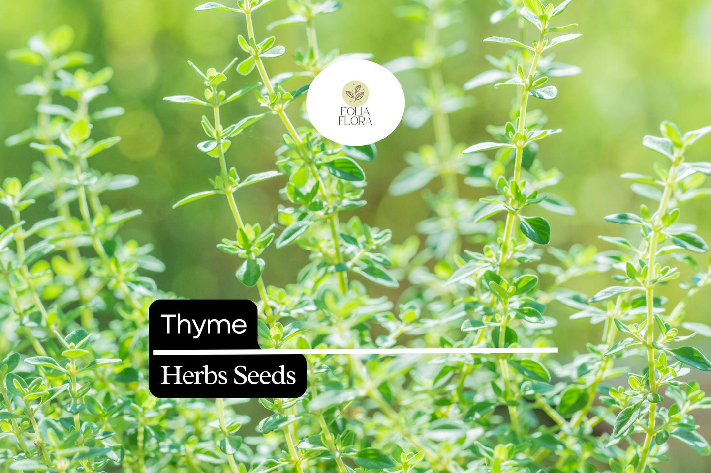 1100 Seeds Thyme (Thymus vulgaris) – Culinary Herb for Cooking, Seasoning, and Pollinator-Friendly Gardens
