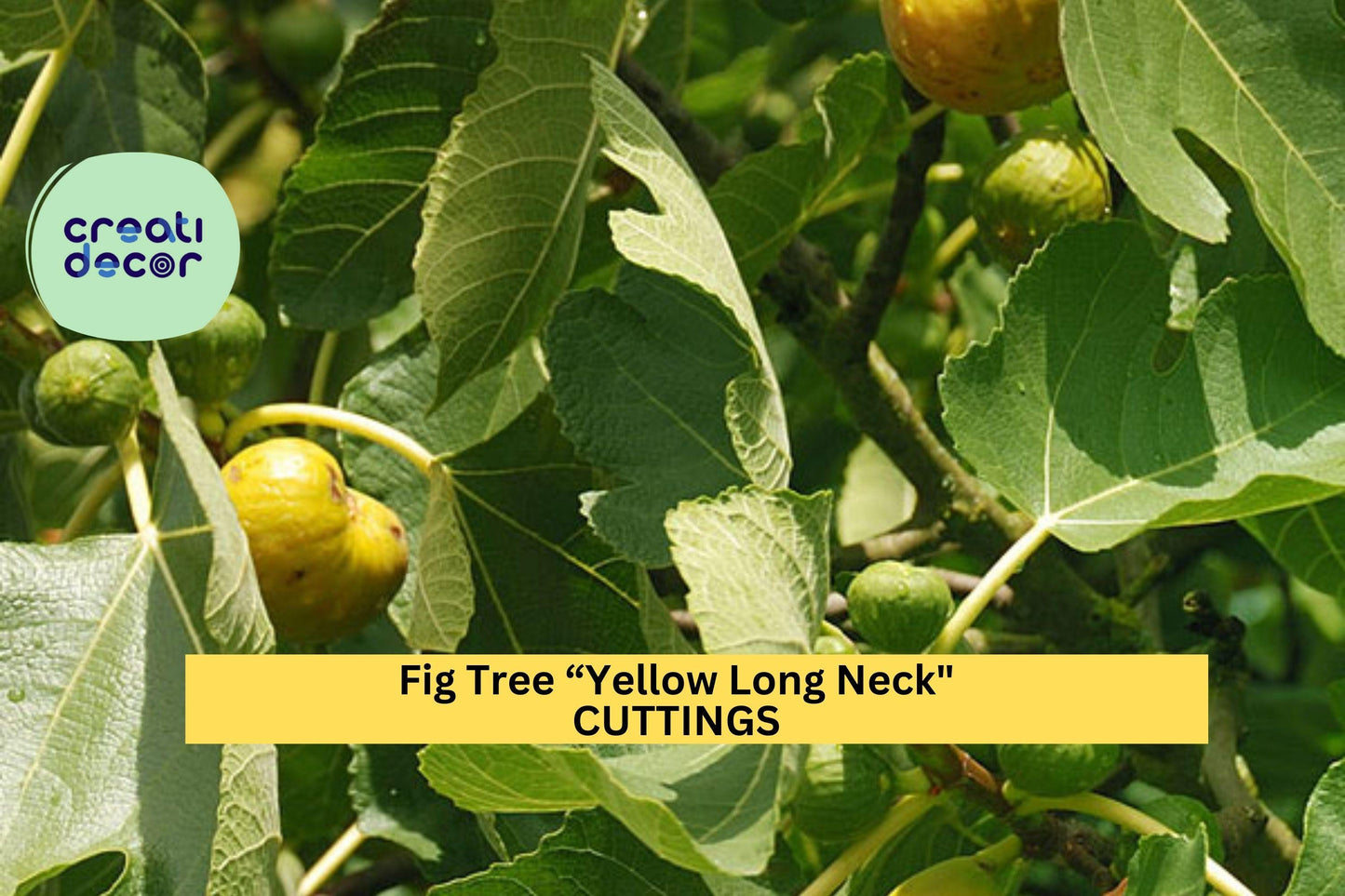 1 Starter Plant Yellow Long Neck Fig Tree | Live Plant | Sweet Rare Ficus Carica Variety | Great for Containers or Gardens | Lower Price!