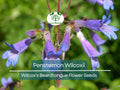 100 mg Seeds Penstemon Wilcoxii (Wilcox's Beardtongue) for Planting | Native Wildflower for Pollinator-Friendly and Low-Maintenance Gardens