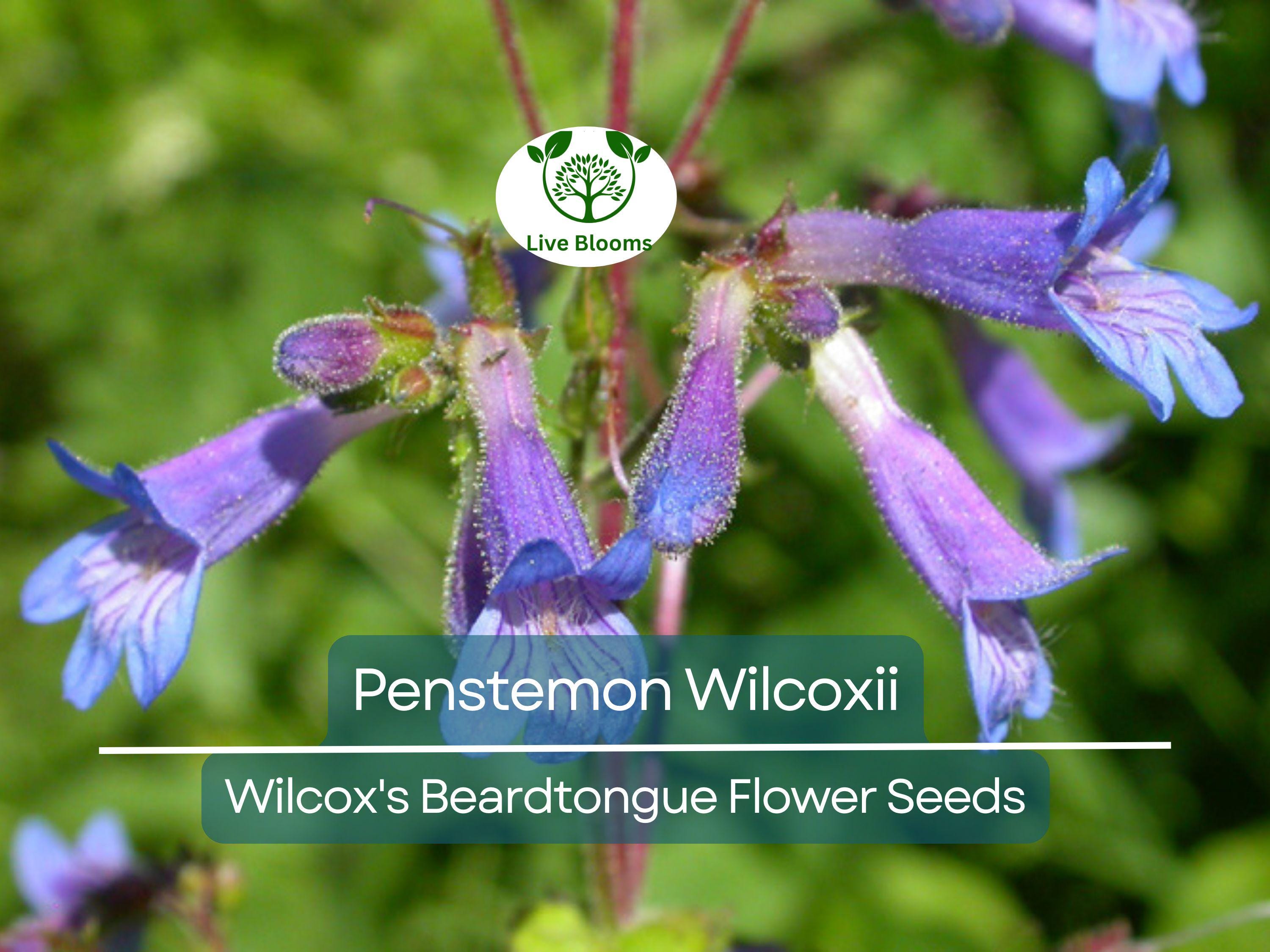 100 mg Seeds Penstemon Wilcoxii (Wilcox's Beardtongue) for Planting | Native Wildflower for Pollinator-Friendly and Low-Maintenance Gardens